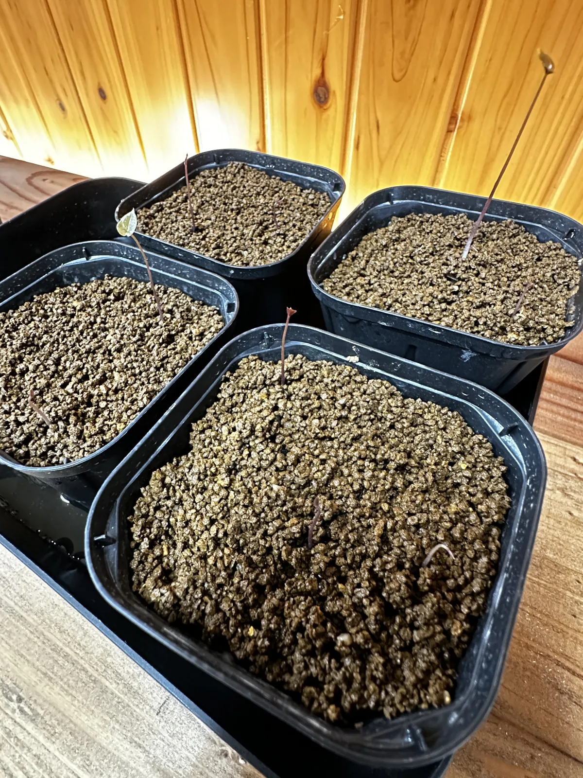 Dioscorea elephantipes (ディオスコレア エレファンティペス)
