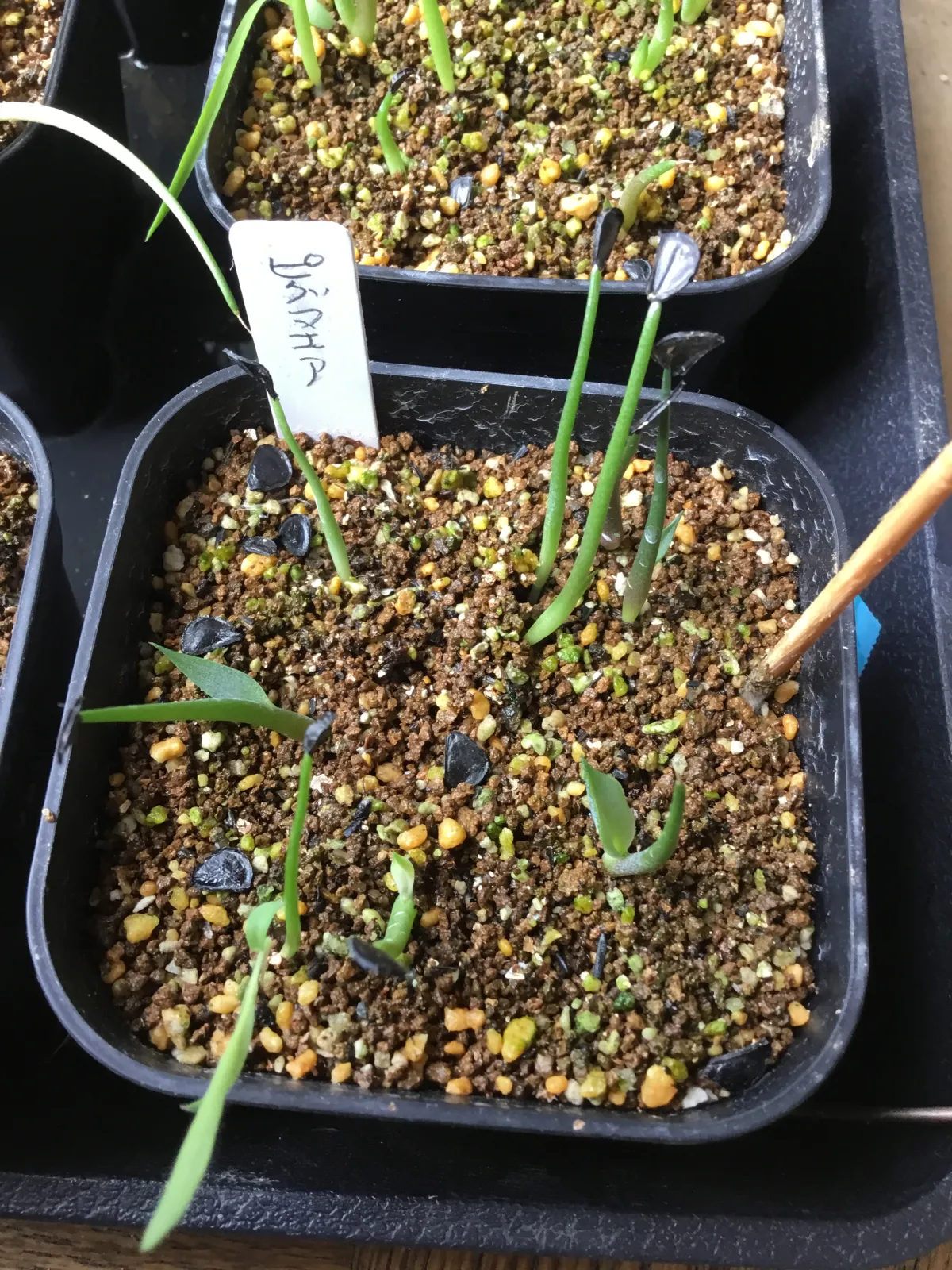Agave seemanniana Pygmaea (アガベ ピグマエア)