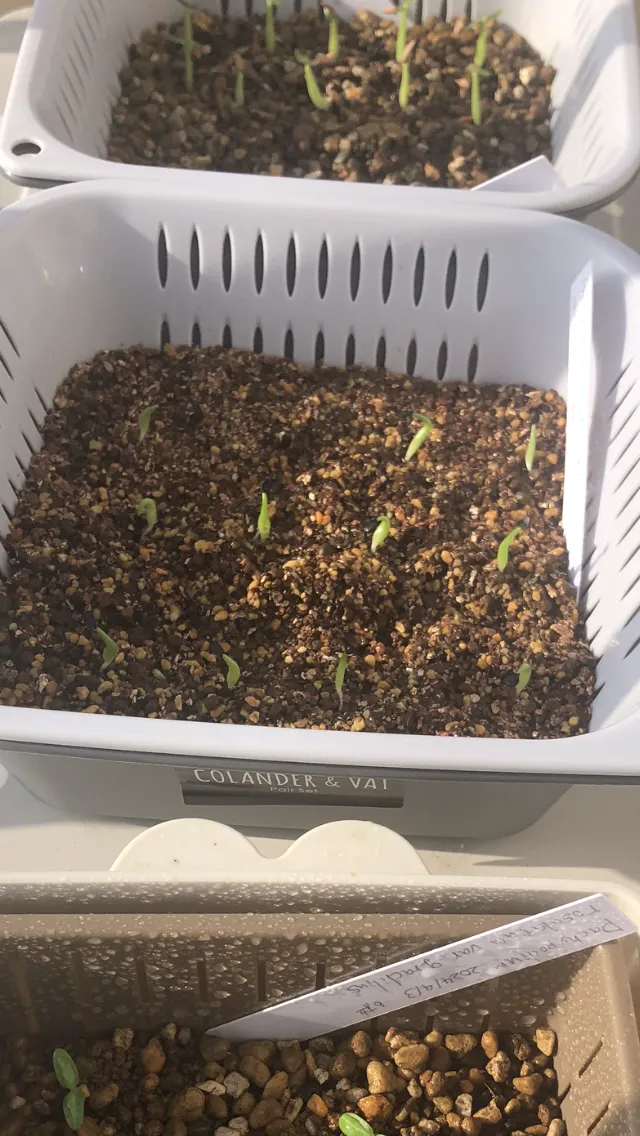 Agave oteroi Lot. (アガベ オテロイ)