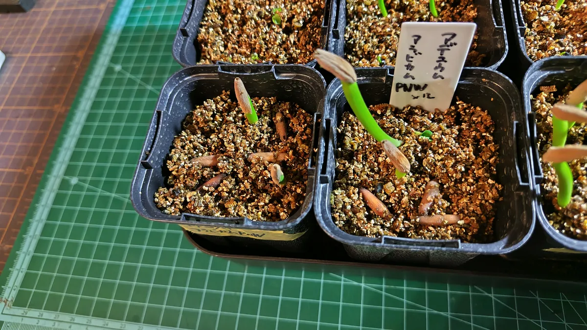 PNW Adenium arabicum phet na wang (アデニウム アラビカム)