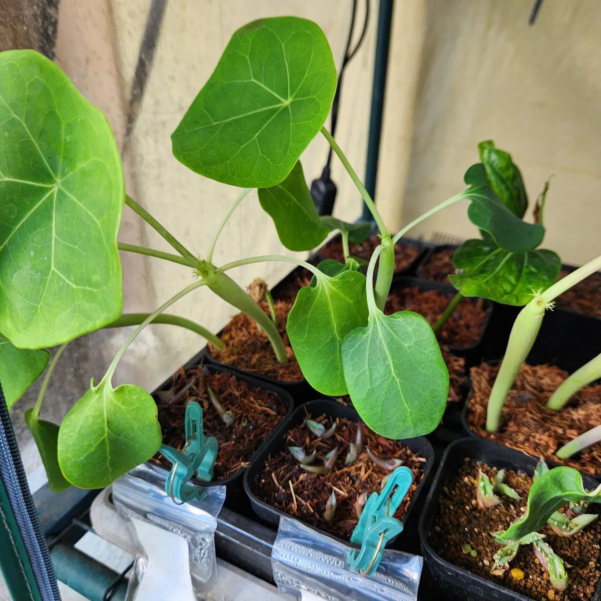 Jatropha podagrica red (ヤトロファ ポダグリカ レッド)