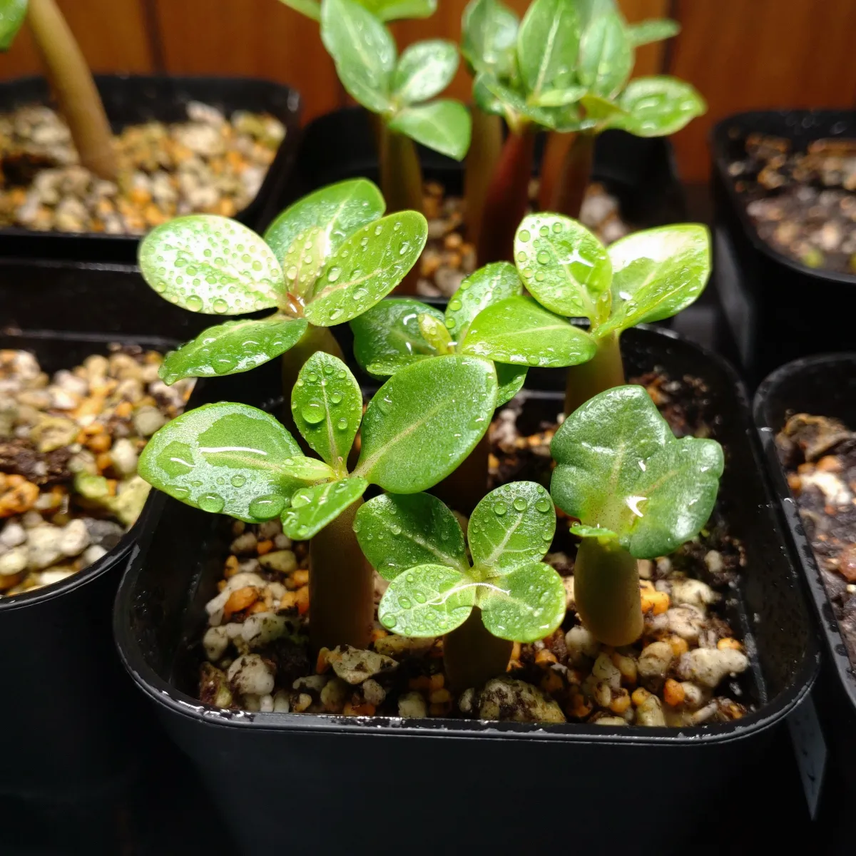 Adenium arabicum Alien (アデニウム エイリアン)
