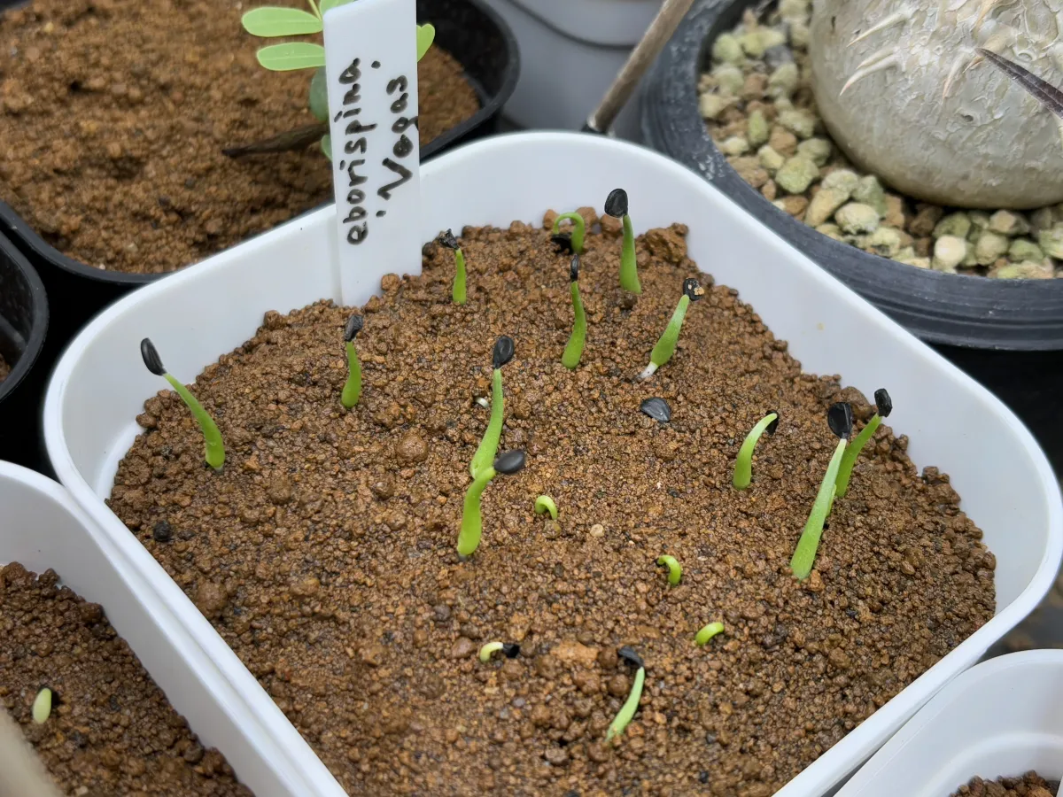 Agave utahensis var. eborispina Vegas (アガベ エボリスピナ ヴェガス)