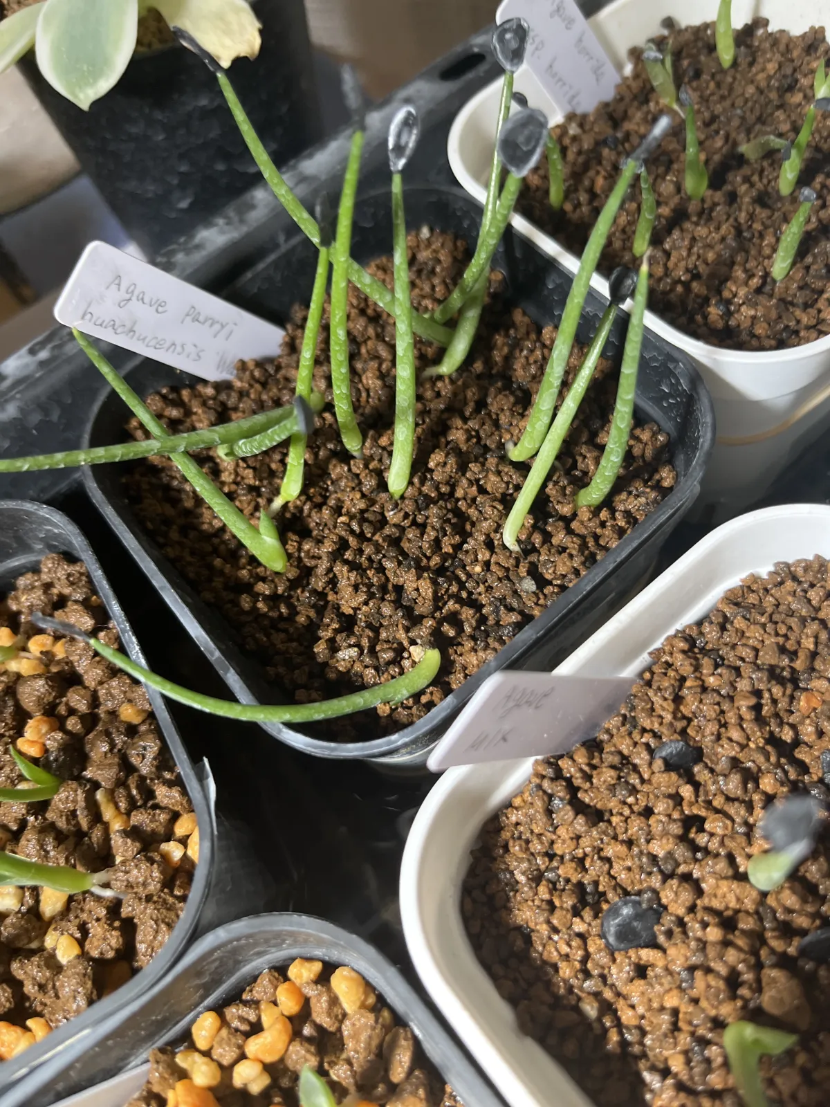 Agave parryi huachucensis Wakefield (アガベ パリー ウェイクフィールド)