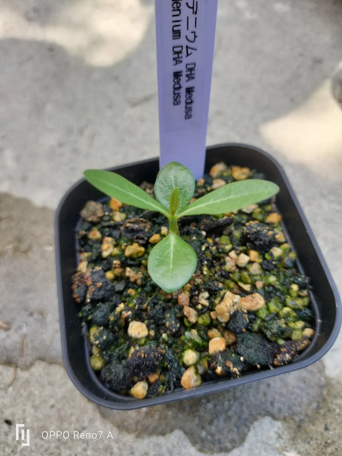 DHA Medusa Adenium DHA Medusa (アデニウム)