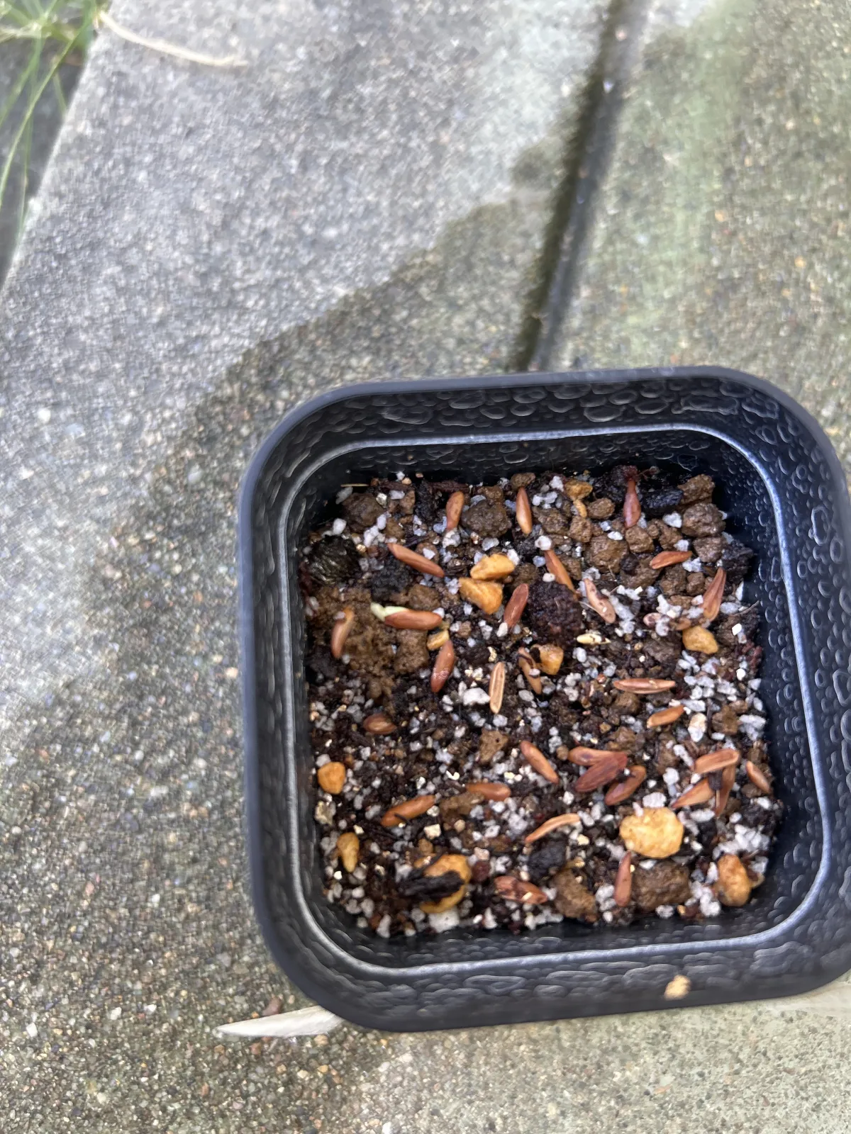 Pachypodium rosulatum var. gracilius ([無料種子] 発芽難 パキポディウム グラキリス　)