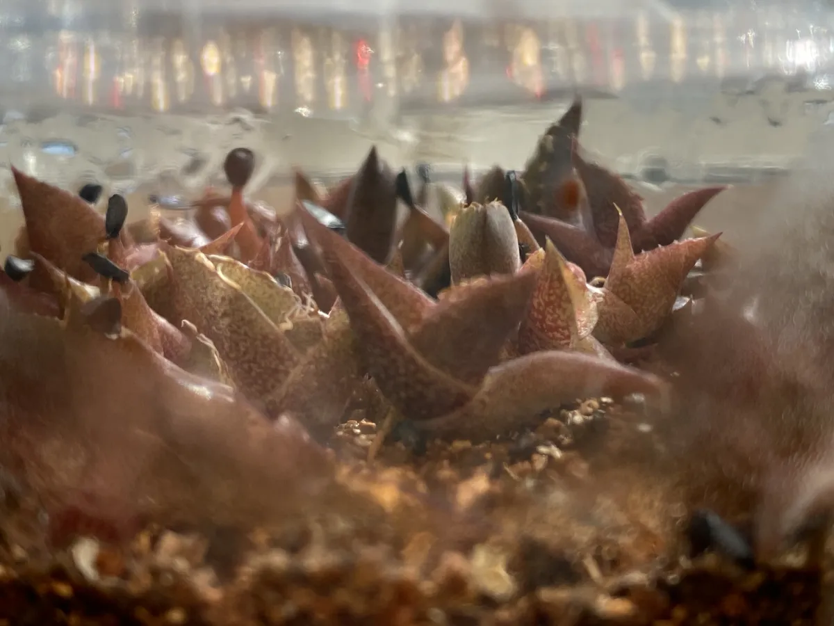 Agave oteroi Lot. (アガベ オテロイ)