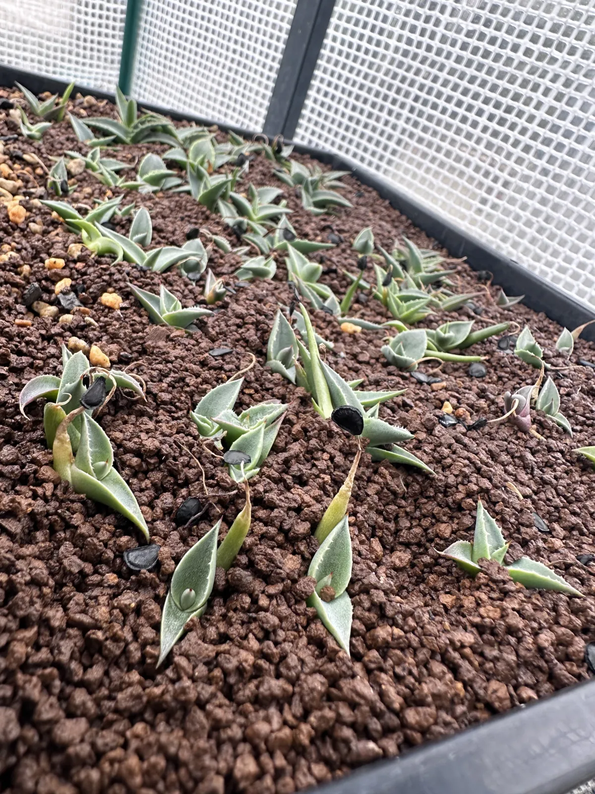 Agave parryi ssp. neomexicana (アガベ ネオメキシカーナ)