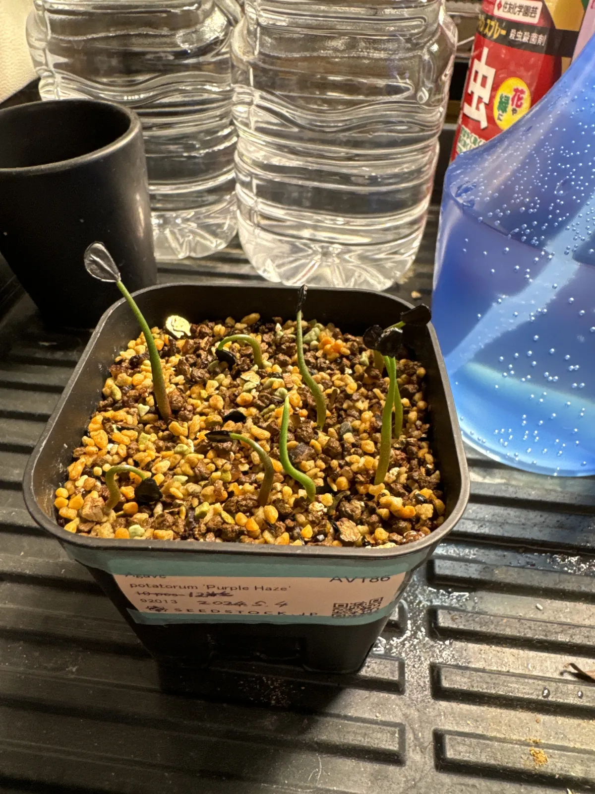 Agave potatorum (アガベ パープルヘイズ)