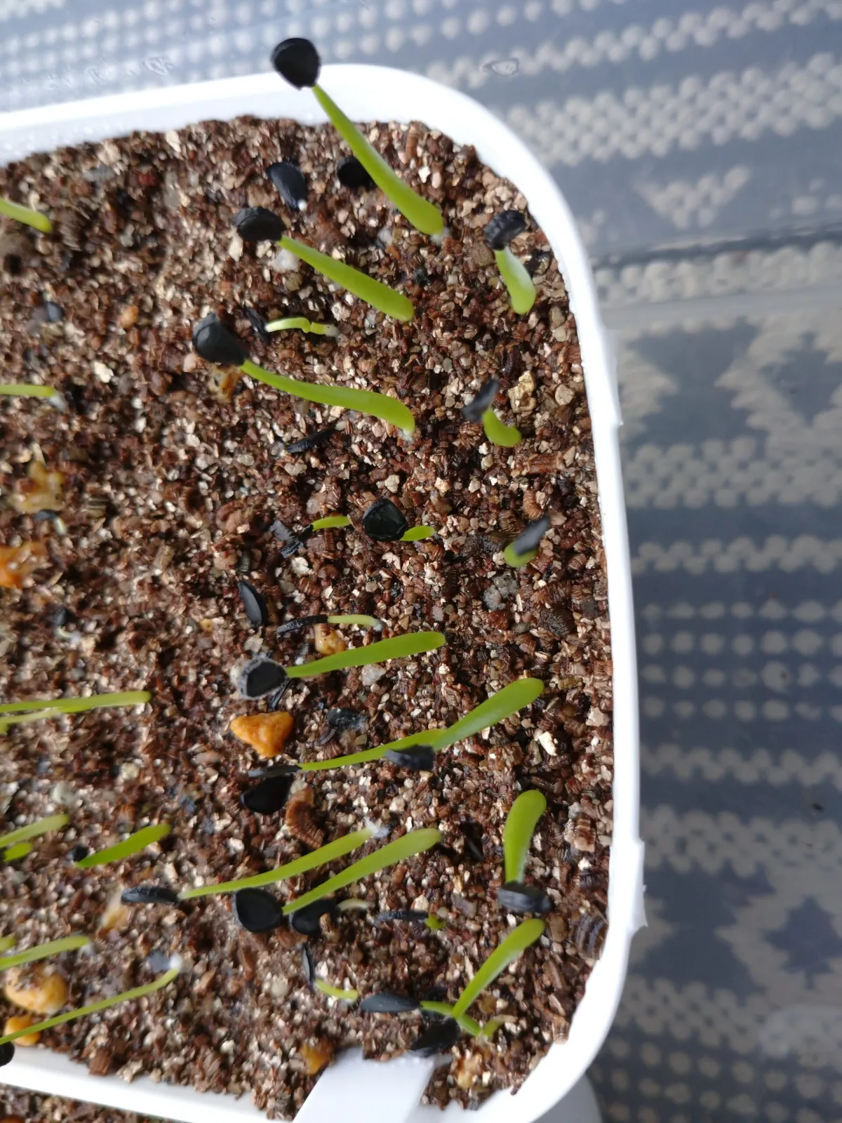 Agave shawii subsp. shawii (アガベ シャウィ)