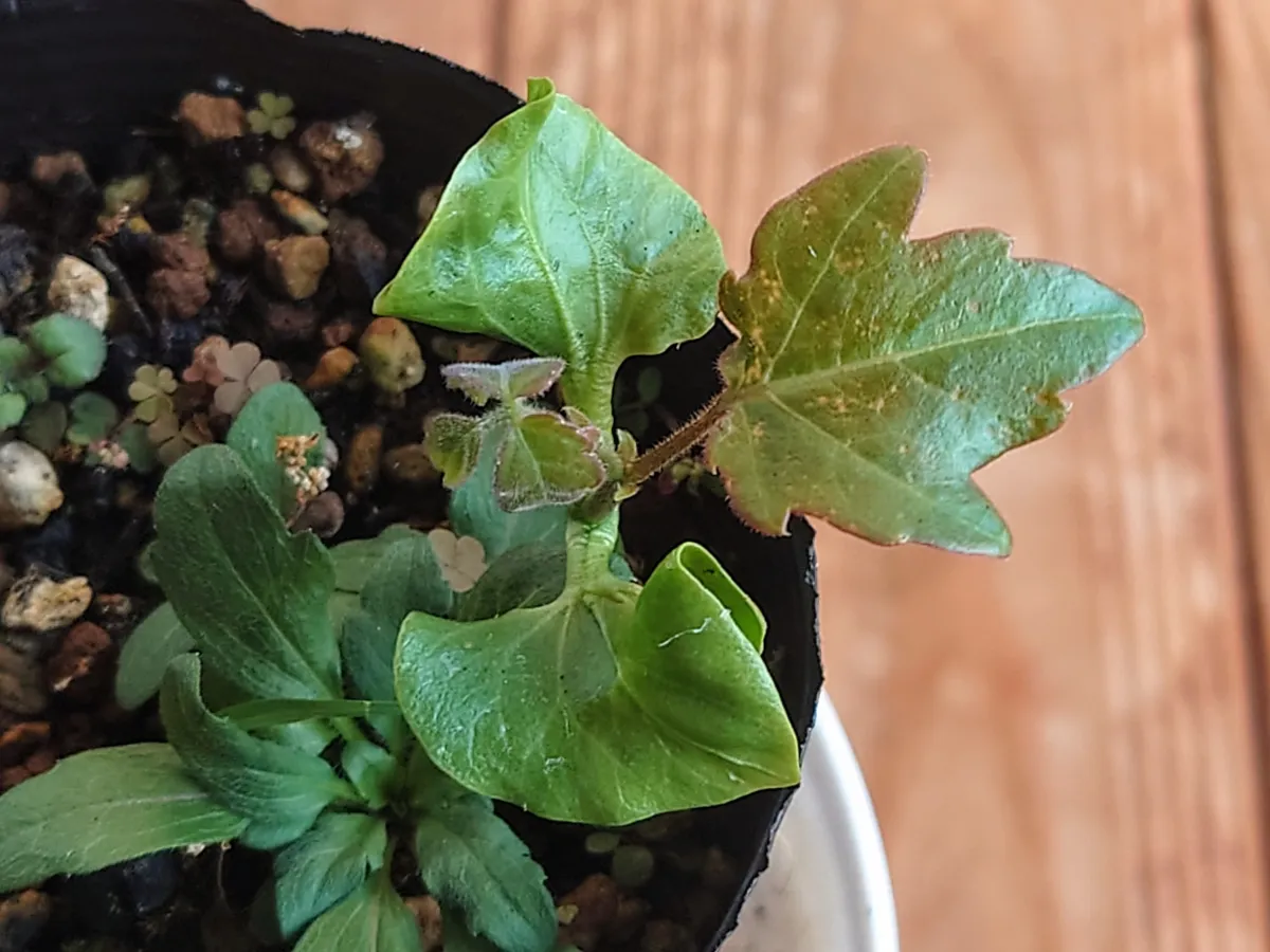 Cyphostemma laza var. parvifolia (キフォステンマ パルビフォリア)