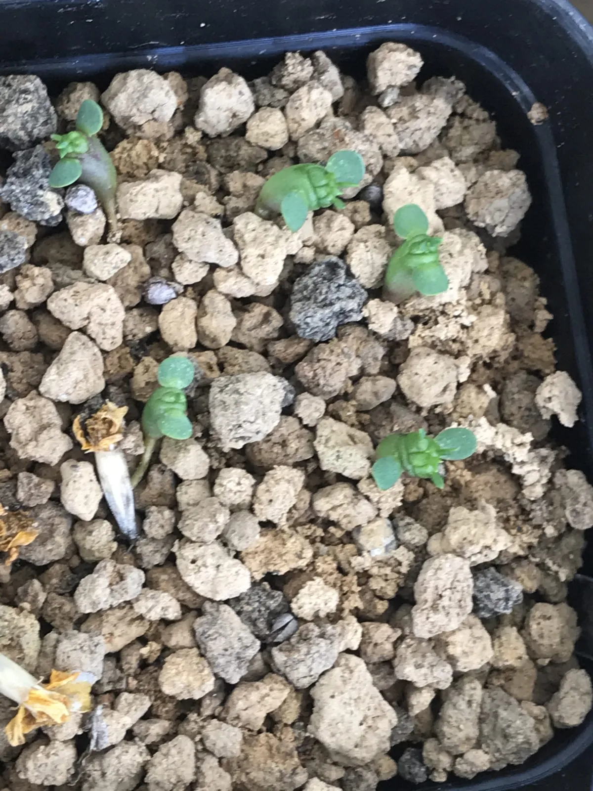 Euphorbia gorgonis (ユーフォルビア ゴルゴニス 金輪際)