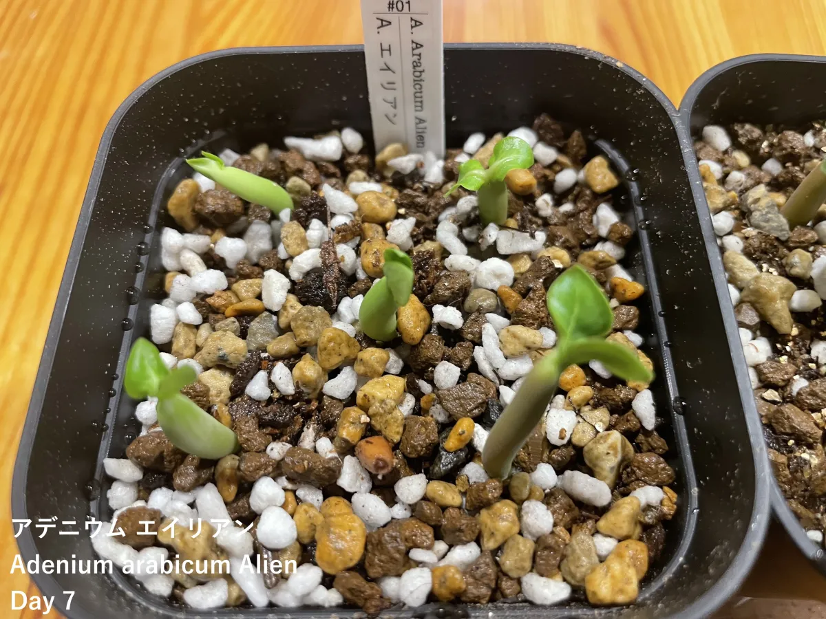 Adenium arabicum Alien (アデニウム エイリアン)