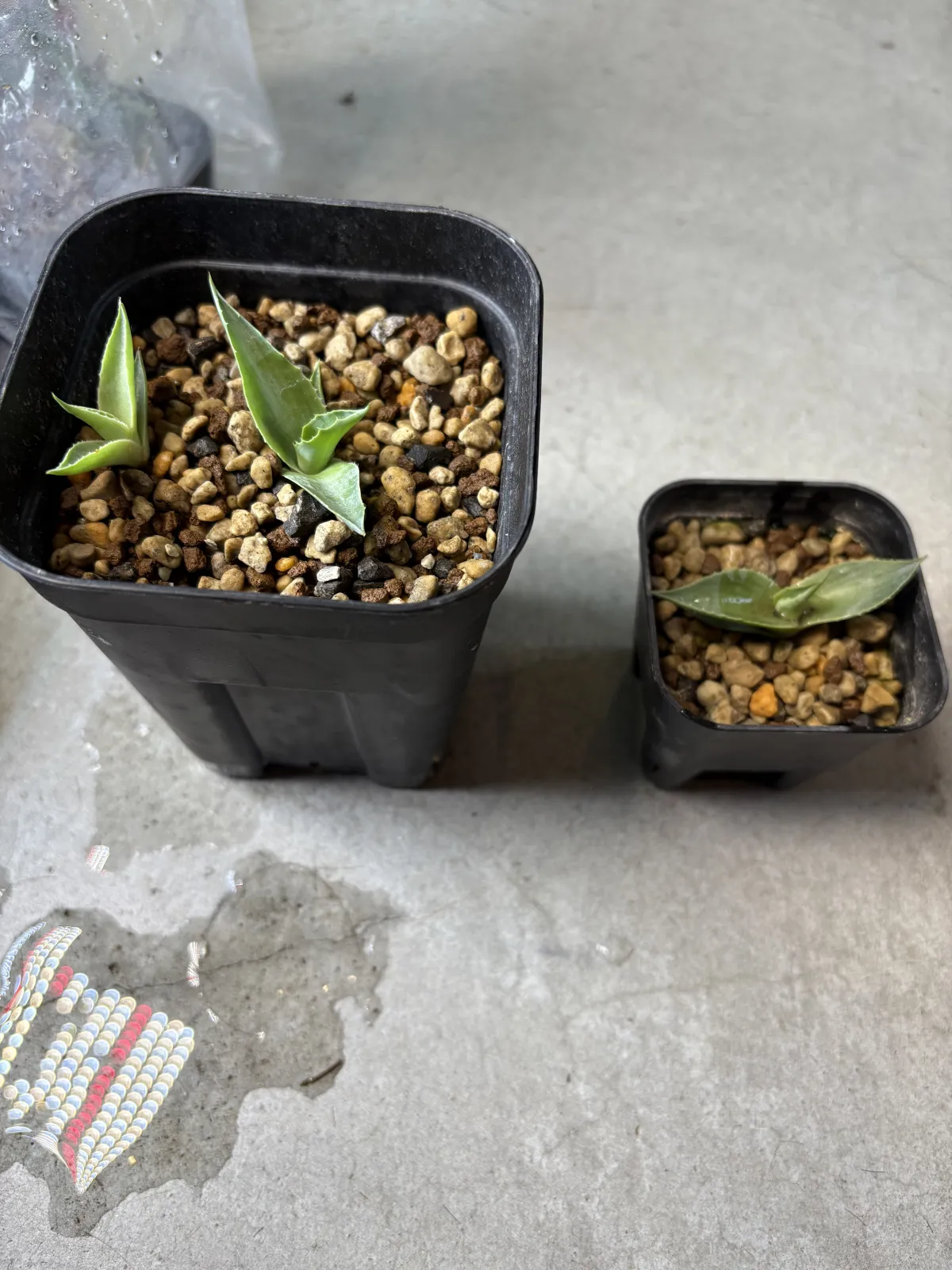 Agave ovatifolia Giant (アガベ オバティフォリア ジャイアント)