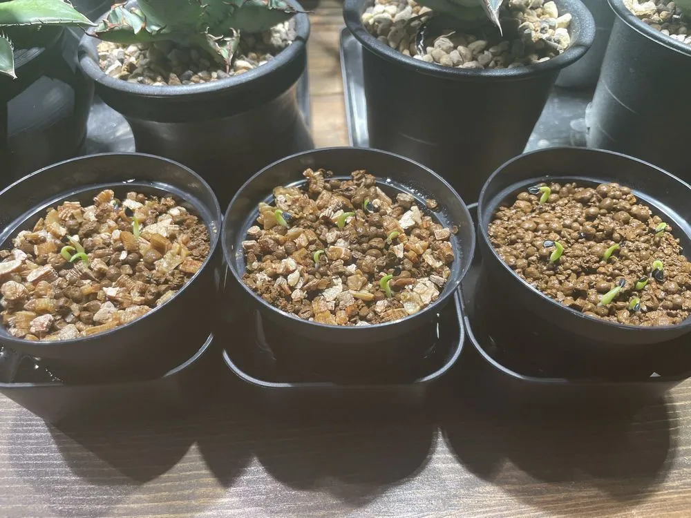 Agave oteroi Lot. (アガベ オテロイ)