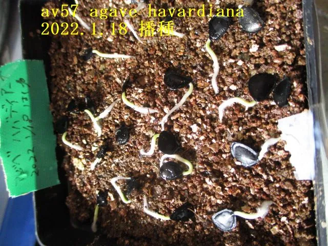 Agave havardiana (アガベ ハバルディアナ)