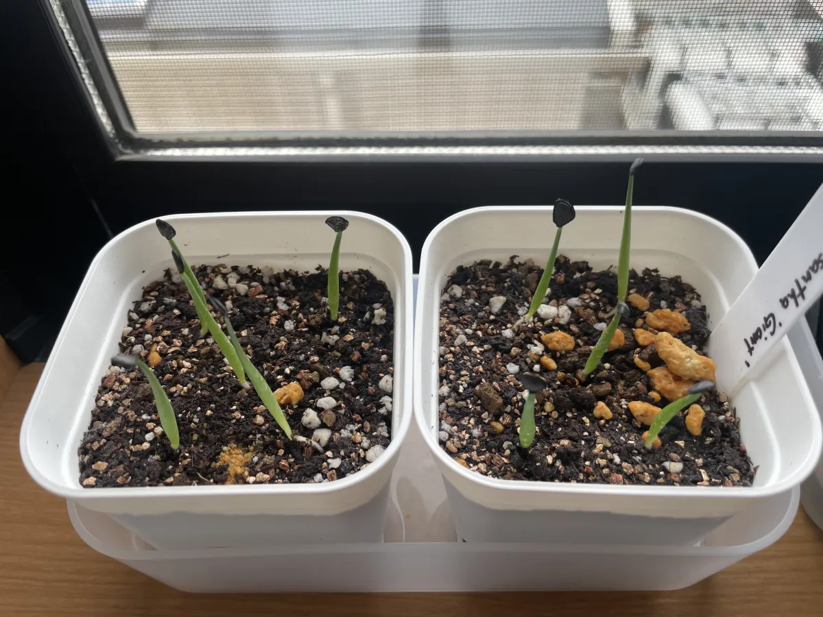 Agave chrysantha (アガベ クリサンサ ジャイアント)