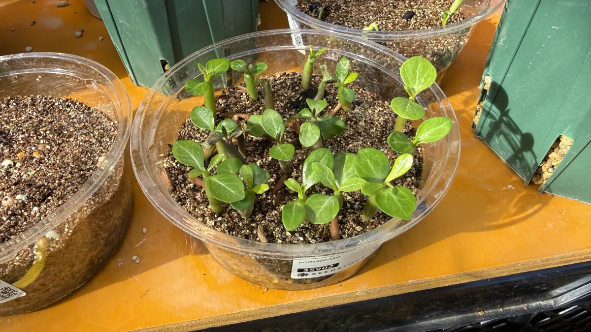 Adenium somalens (アデニウム ソマレンセ)