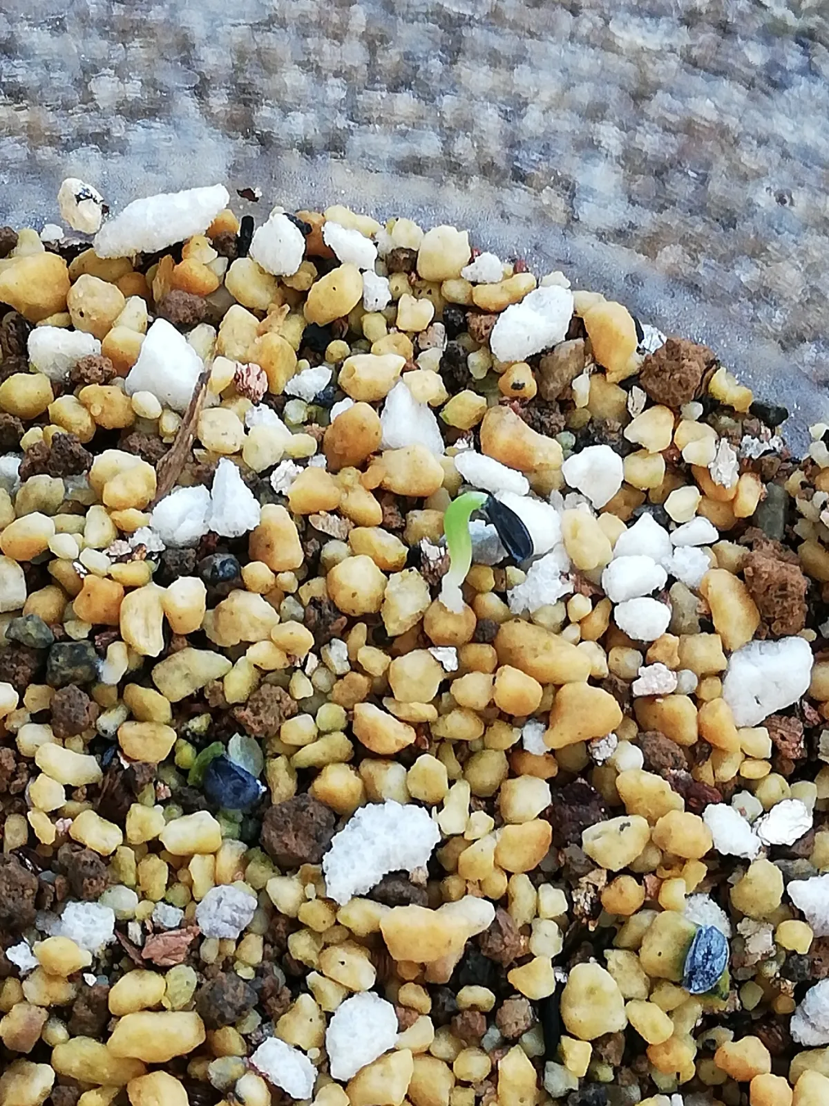 Agave ghiesbreghtii (アガベ パルプソーラム)