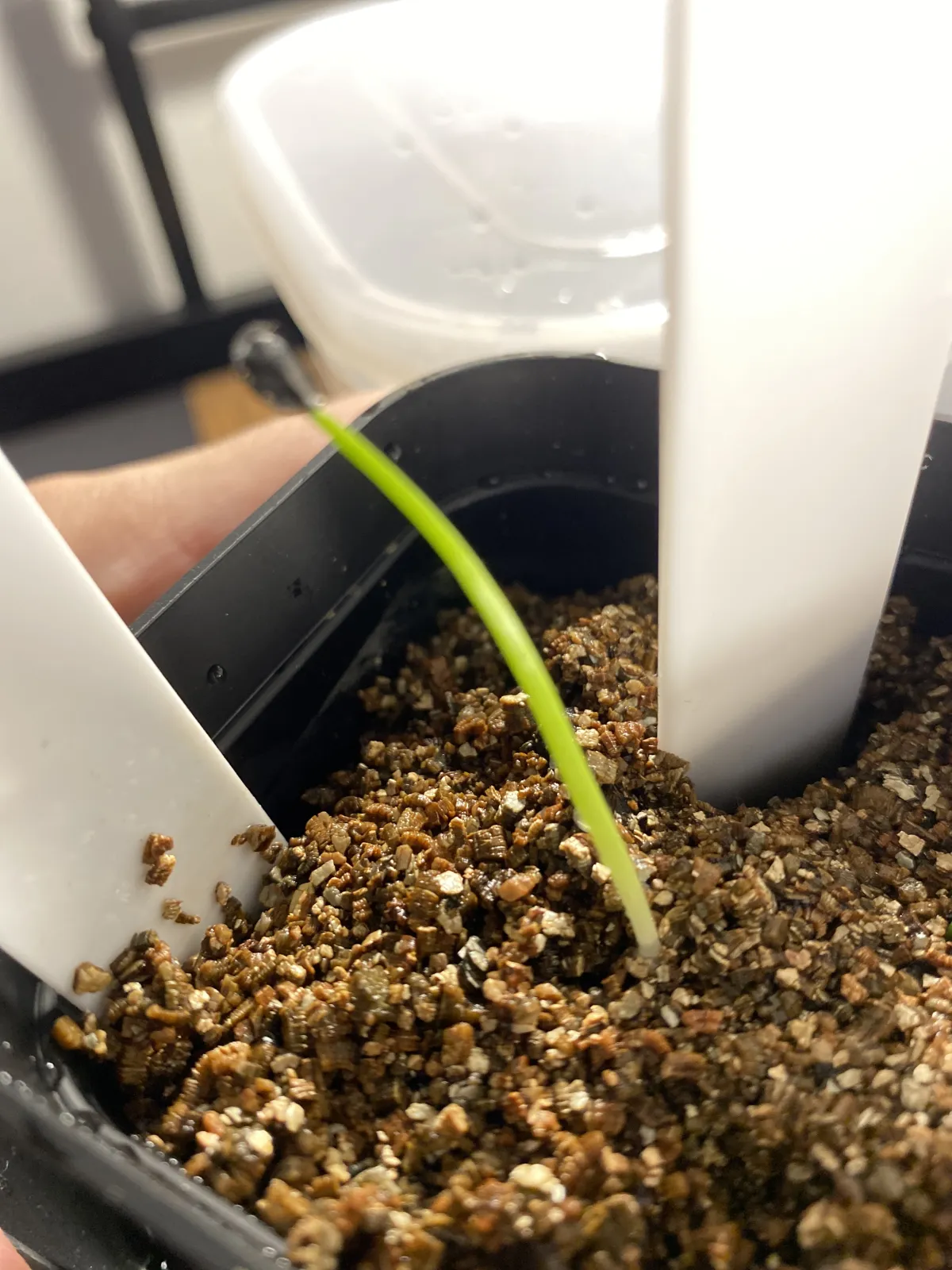 Agave shawii subsp. shawii (アガベ シャウィ)