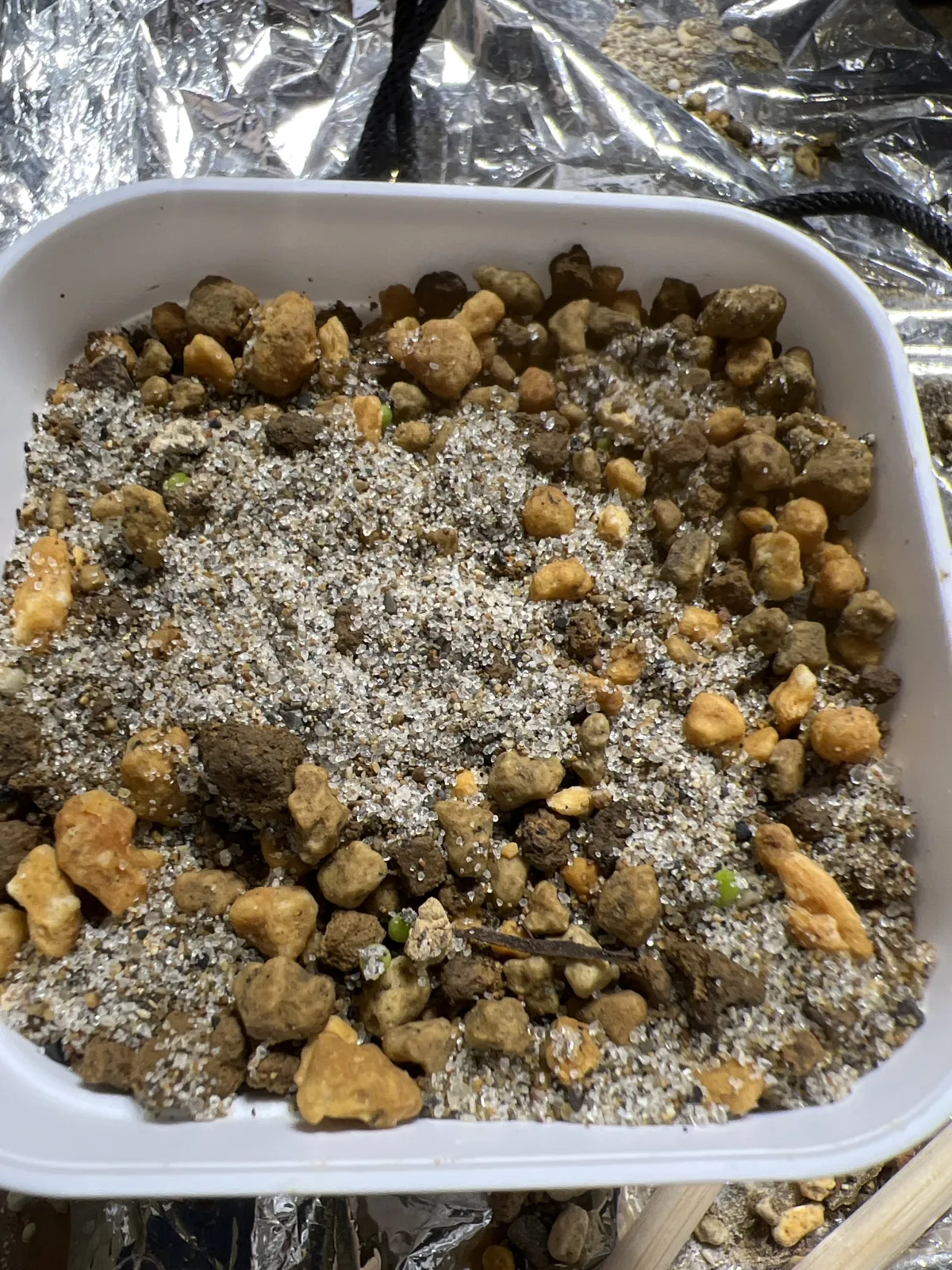 Ariocarpus retusus (アリオカルプス レツーサス 岩牡丹)