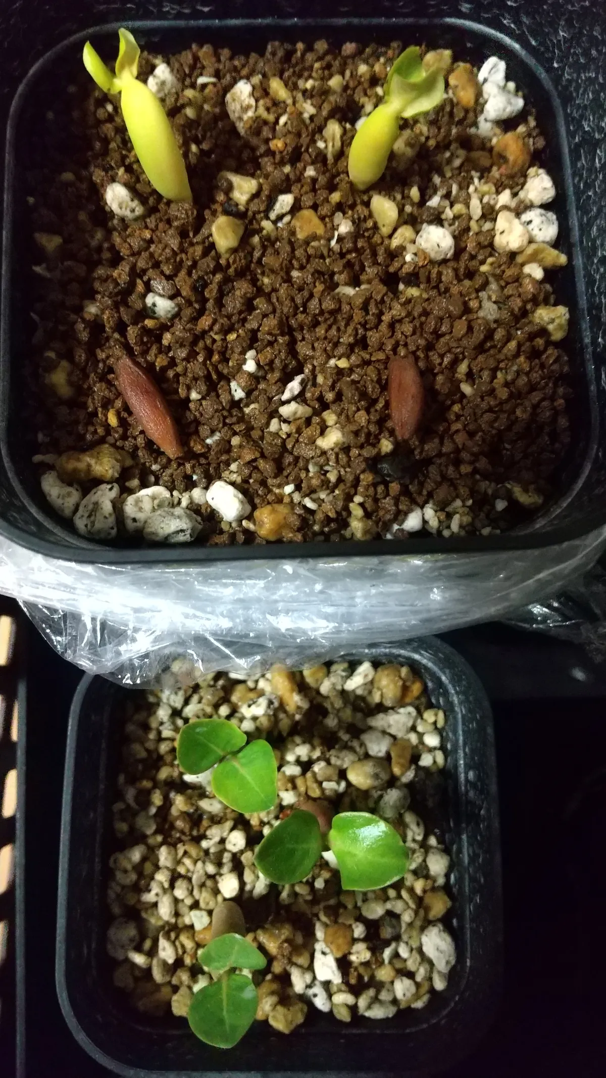 YLB Adenium arabicum Yak Lop Buri (アデニウム アラビカム)