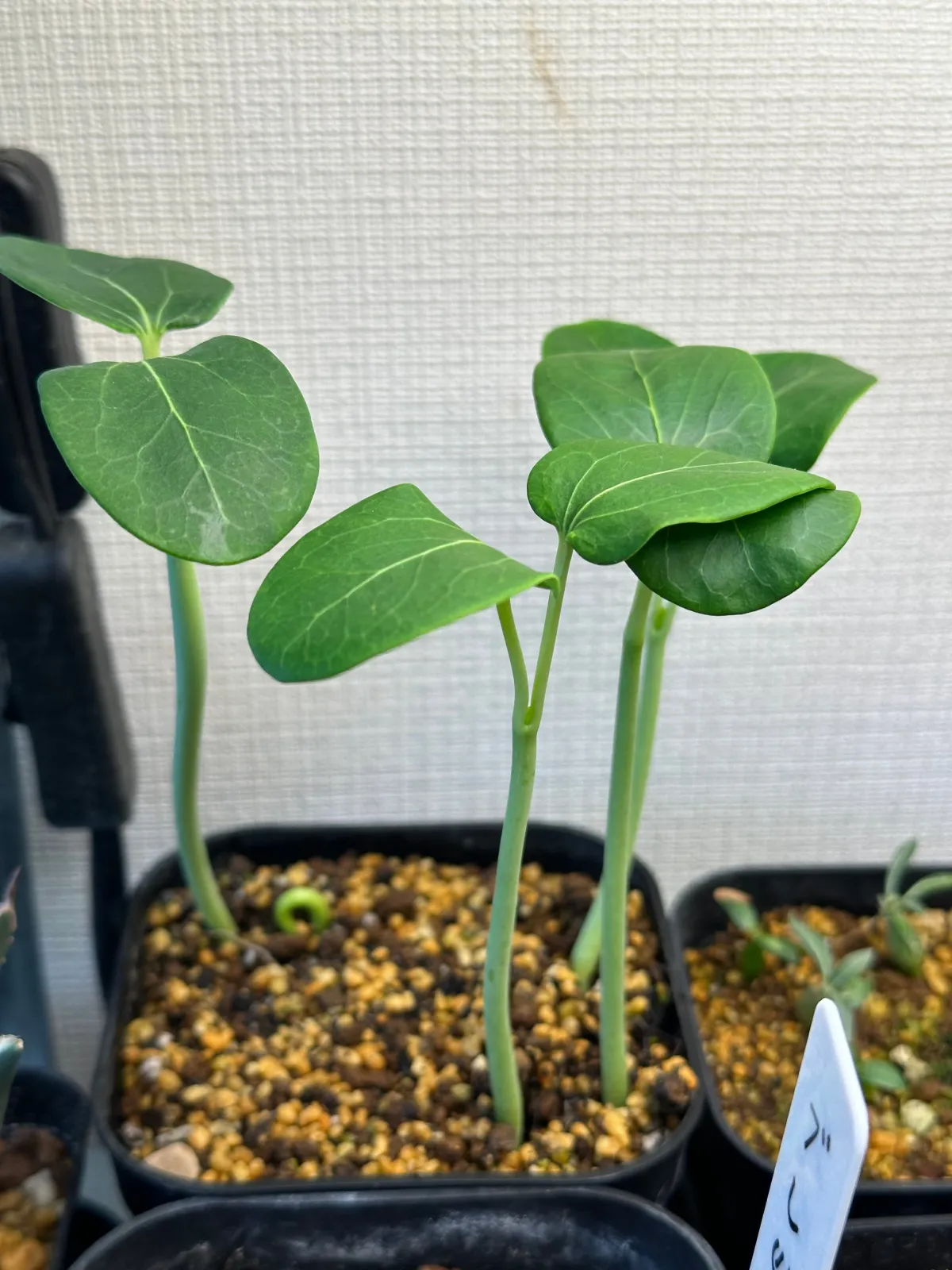 Jatropha podagrica yellow (ヤトロファ ポダグリカ イエロー)