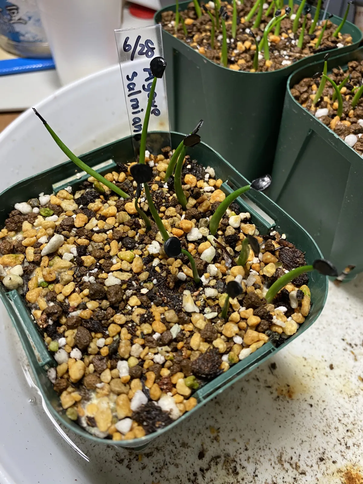 Agave salmiana ssp. salmiana (アガベ サルミアナ)