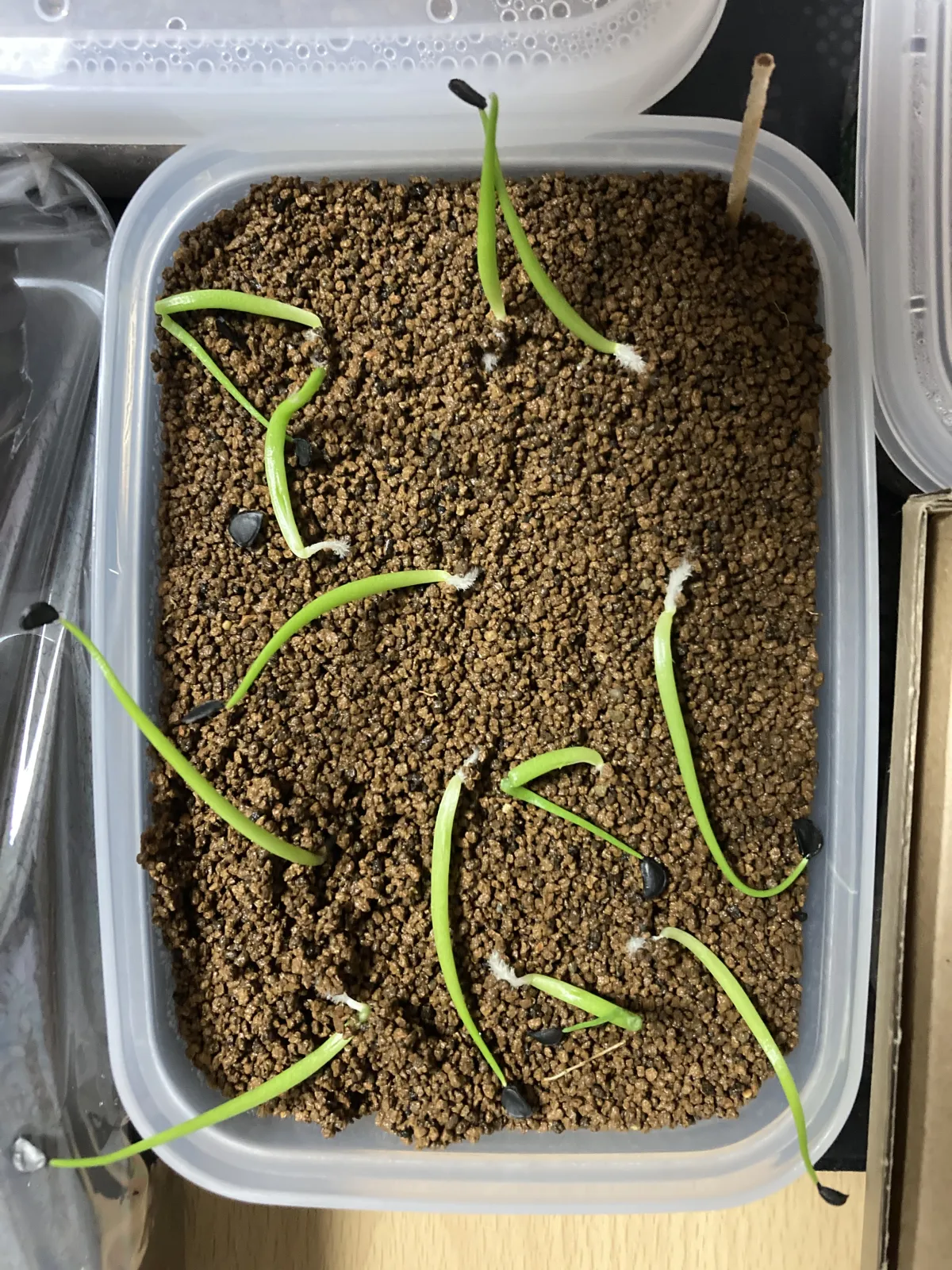 Agave sobria subsp. sobria (アガベ ソブリア)