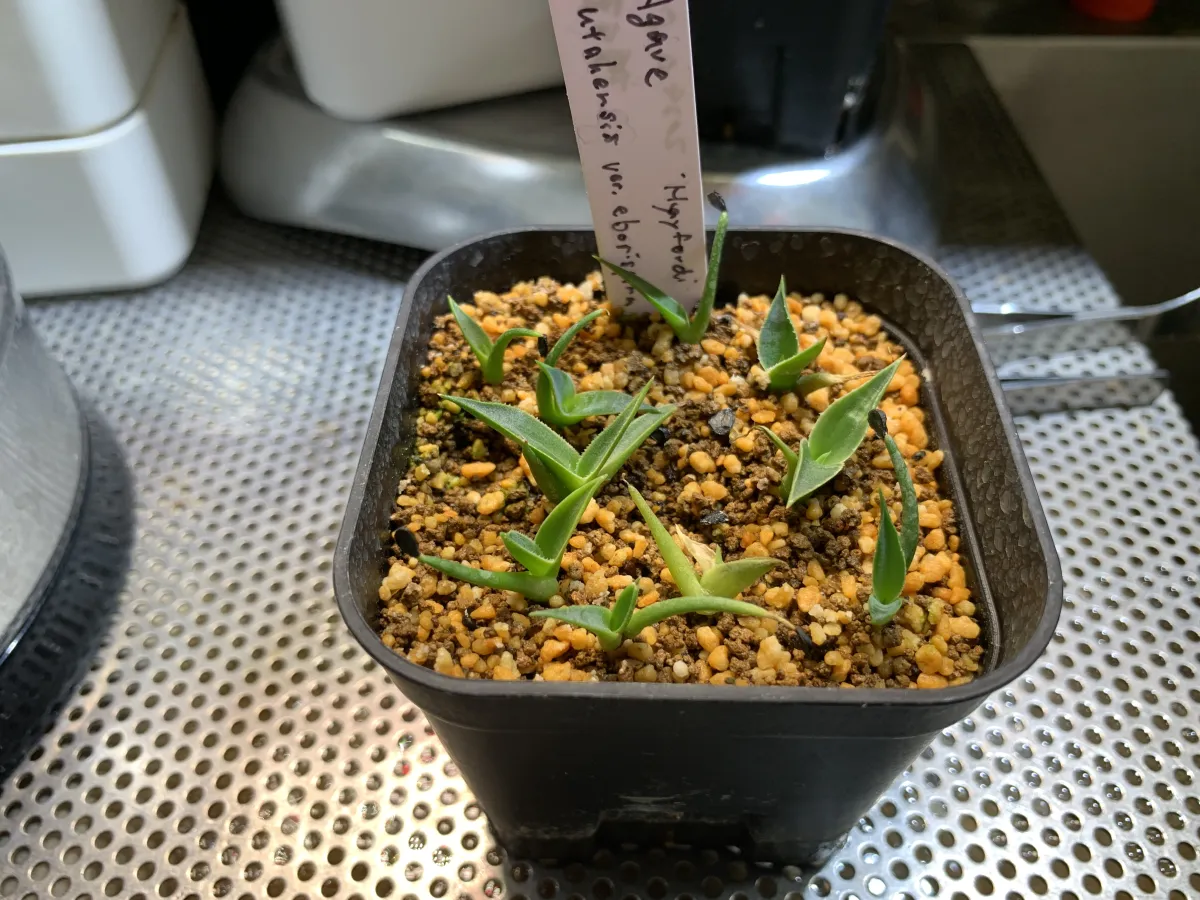 Agave utahensis var. eborispina (アガベ エボリスピナ ヘイフォード)