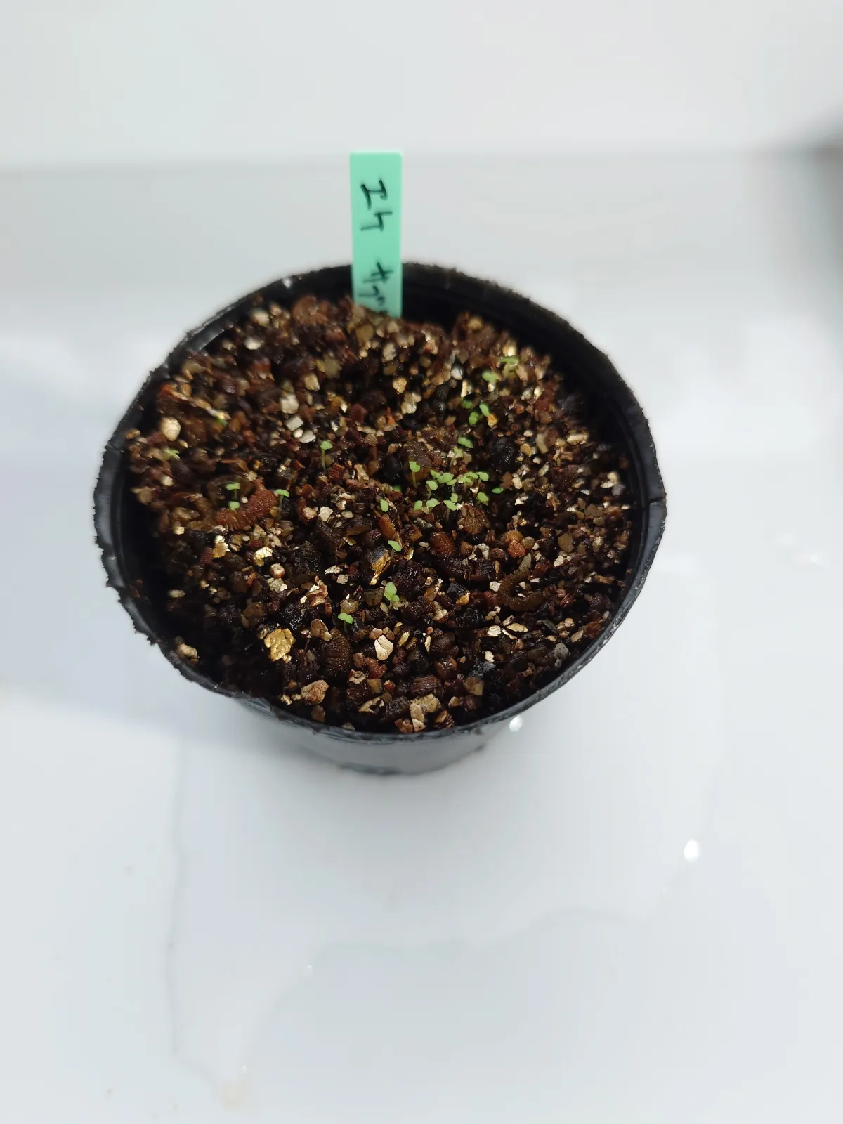Echeveria subrigida (エケベリア サブリギダ)