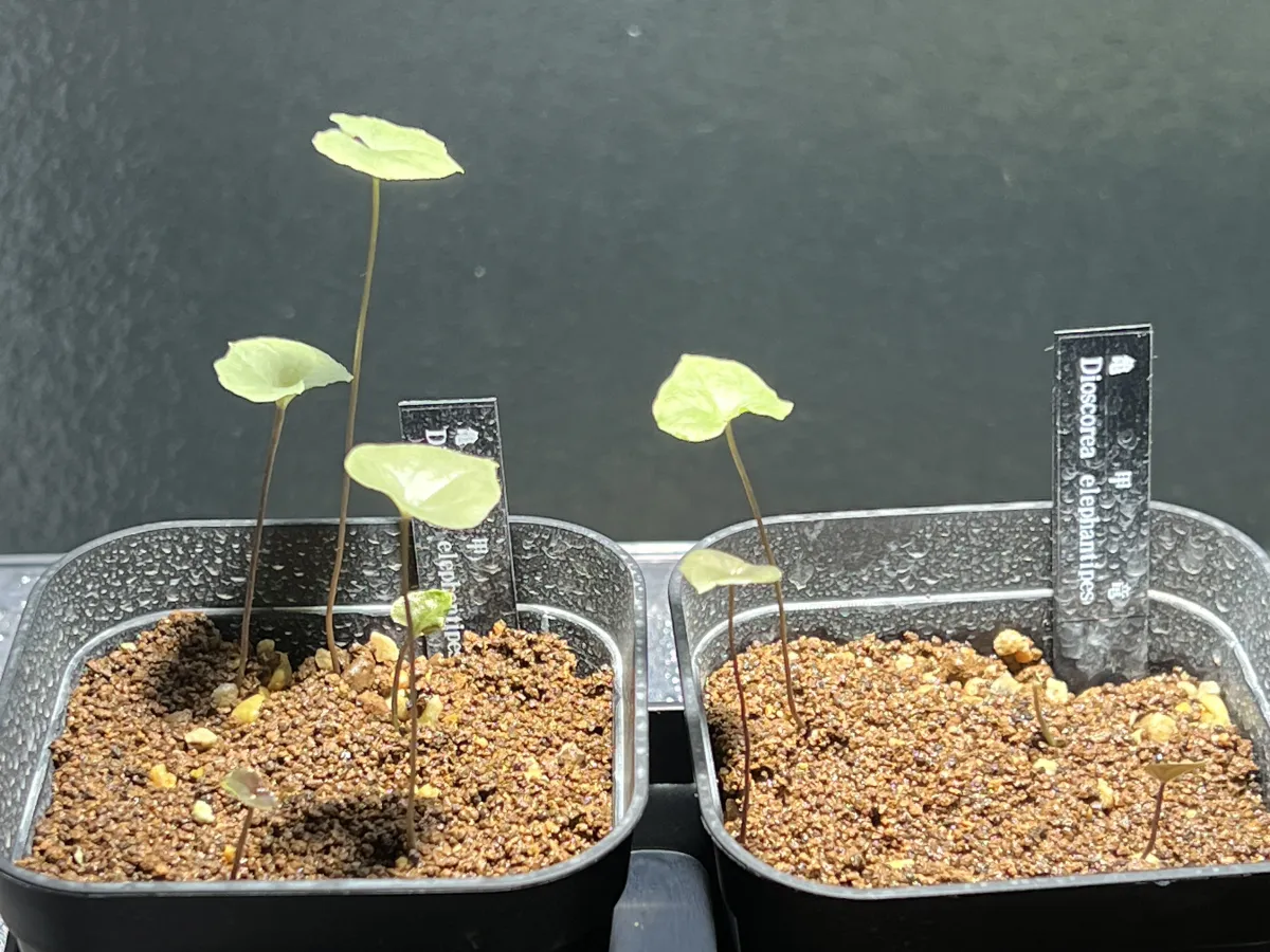 Dioscorea elephantipes (ディオスコレア エレファンティペス)