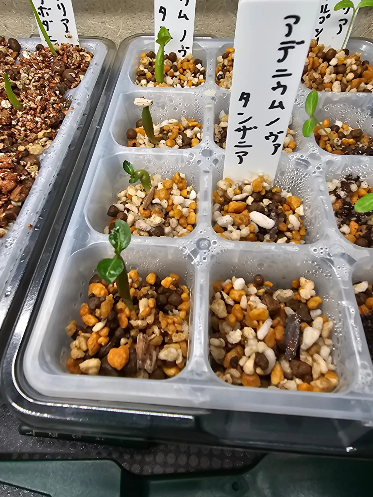 Adenium somalense  Nova Tanzania (アデニウム ノヴァ タンザニア)