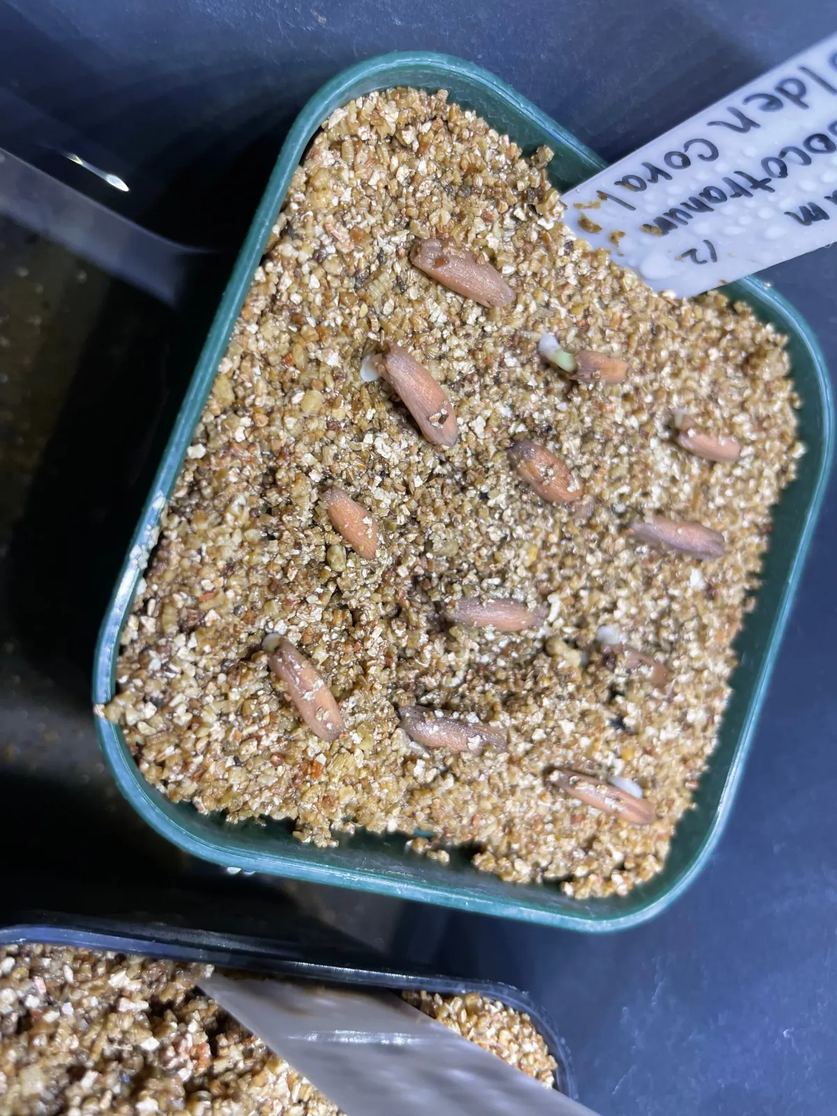 PBN Adenium thai socotranum PBN (アデニウム タイ ソコトラナム)