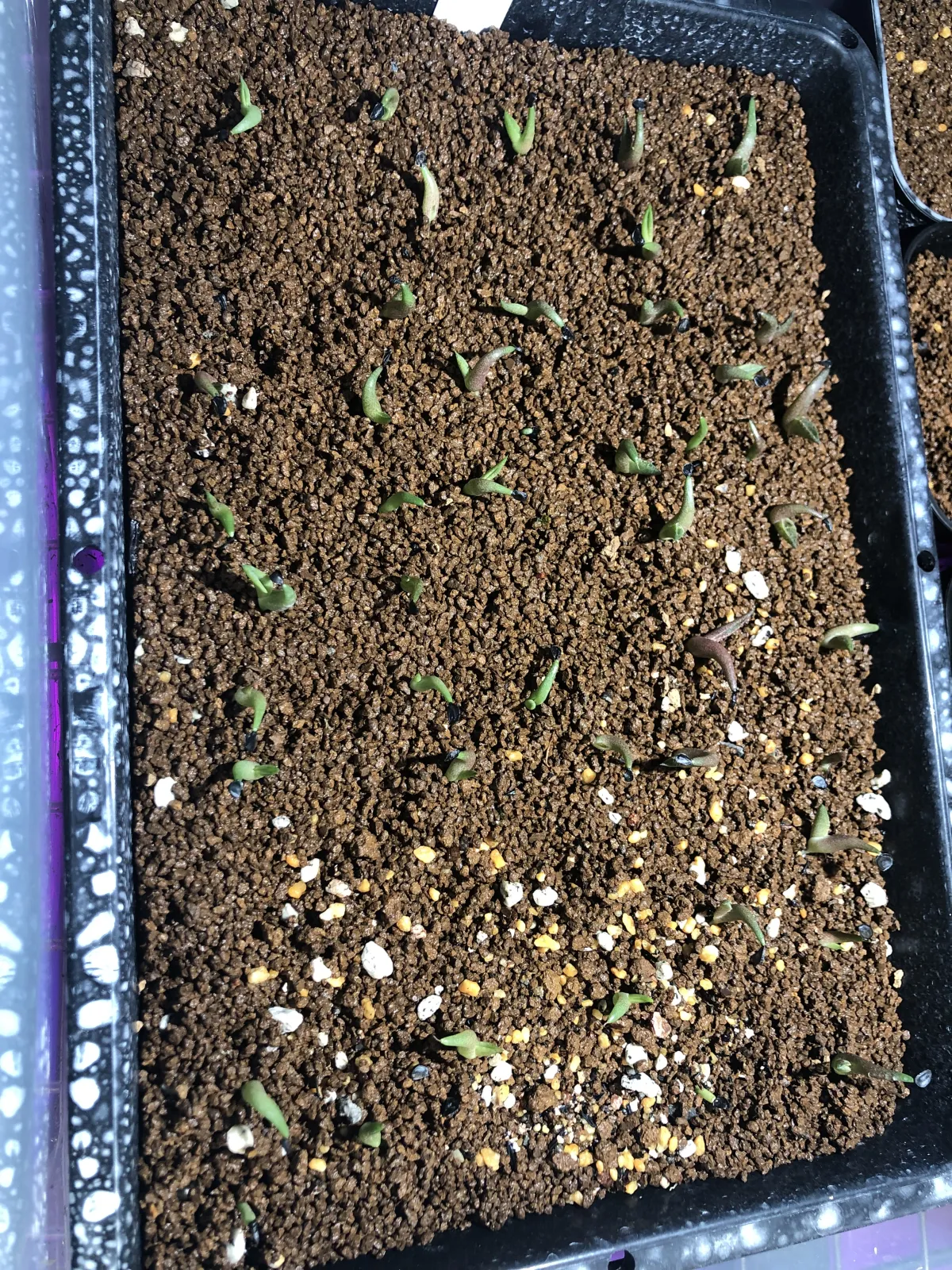Agave titanota Blue Lot. (アガベ チタノタブルー)