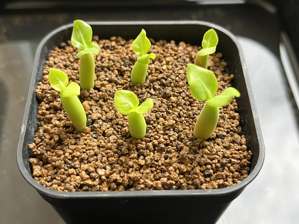 Adenium arabicum Alien (アデニウム エイリアン)