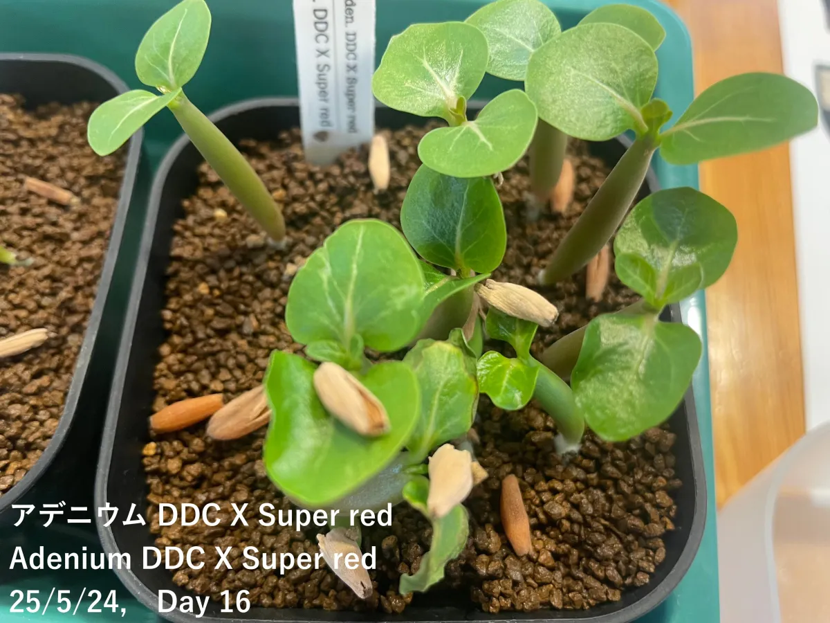 Adenium DDC X Super red (アデニウム)