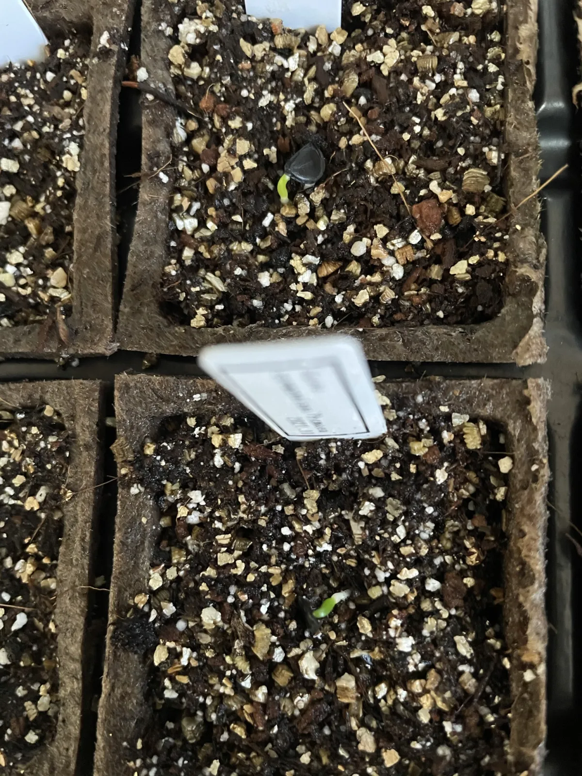 Agave seemanniana Pygmaea (アガベ ピグマエア)