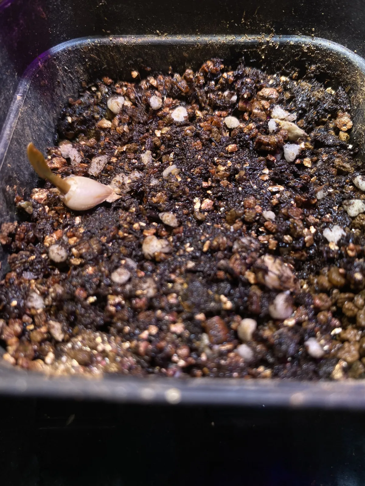 Welwitschia mirabilis ([無料種子/発芽難ロット] ウェルウィッチア ミラビリス 奇想天外)
