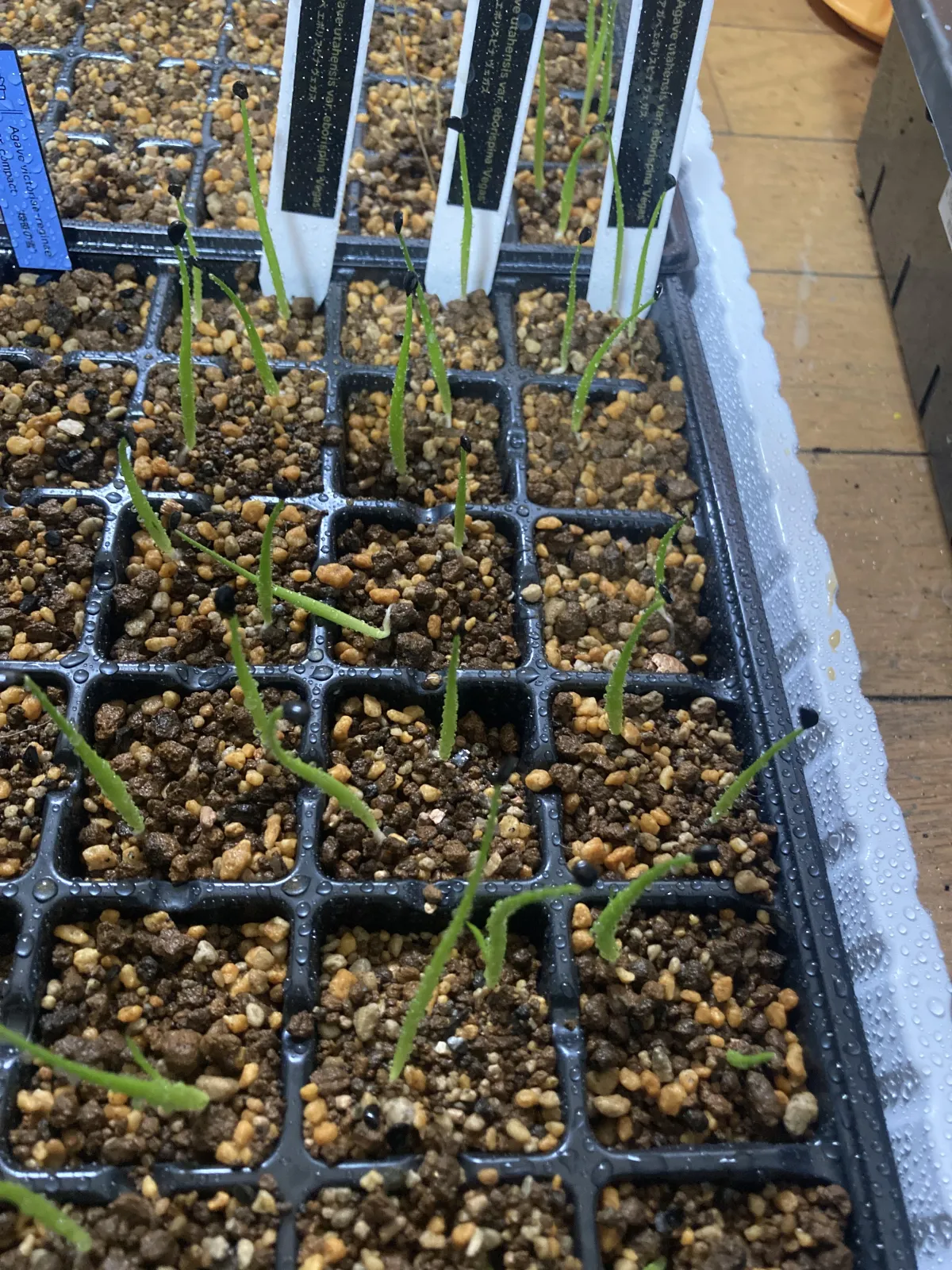 Agave utahensis var. eborispina Vegas (アガベ エボリスピナ ヴェガス)