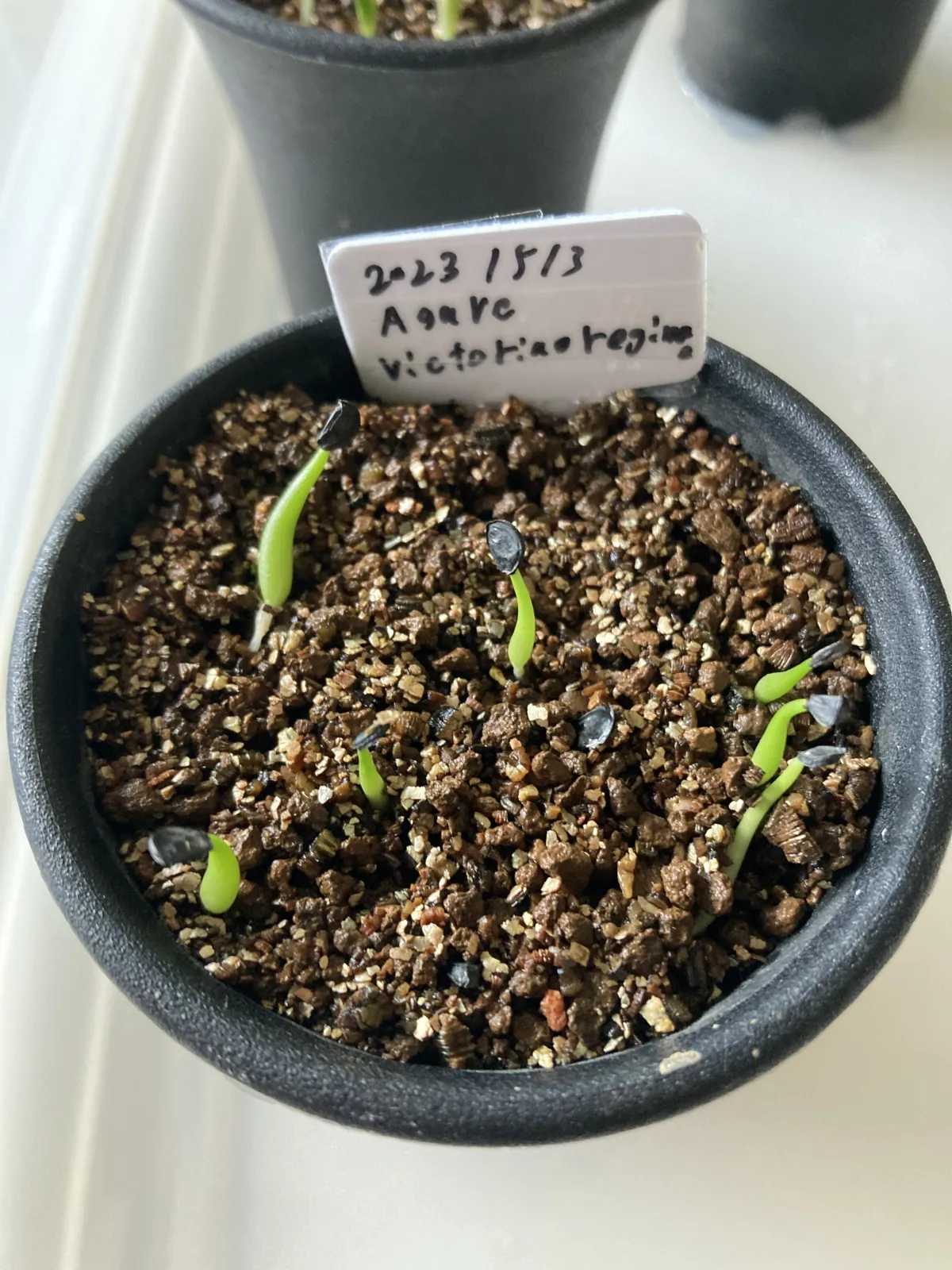 Agave victoriae-reginae ssp. victoriae-reginae (アガベ ビクトリアレジーナエ 笹の雪)