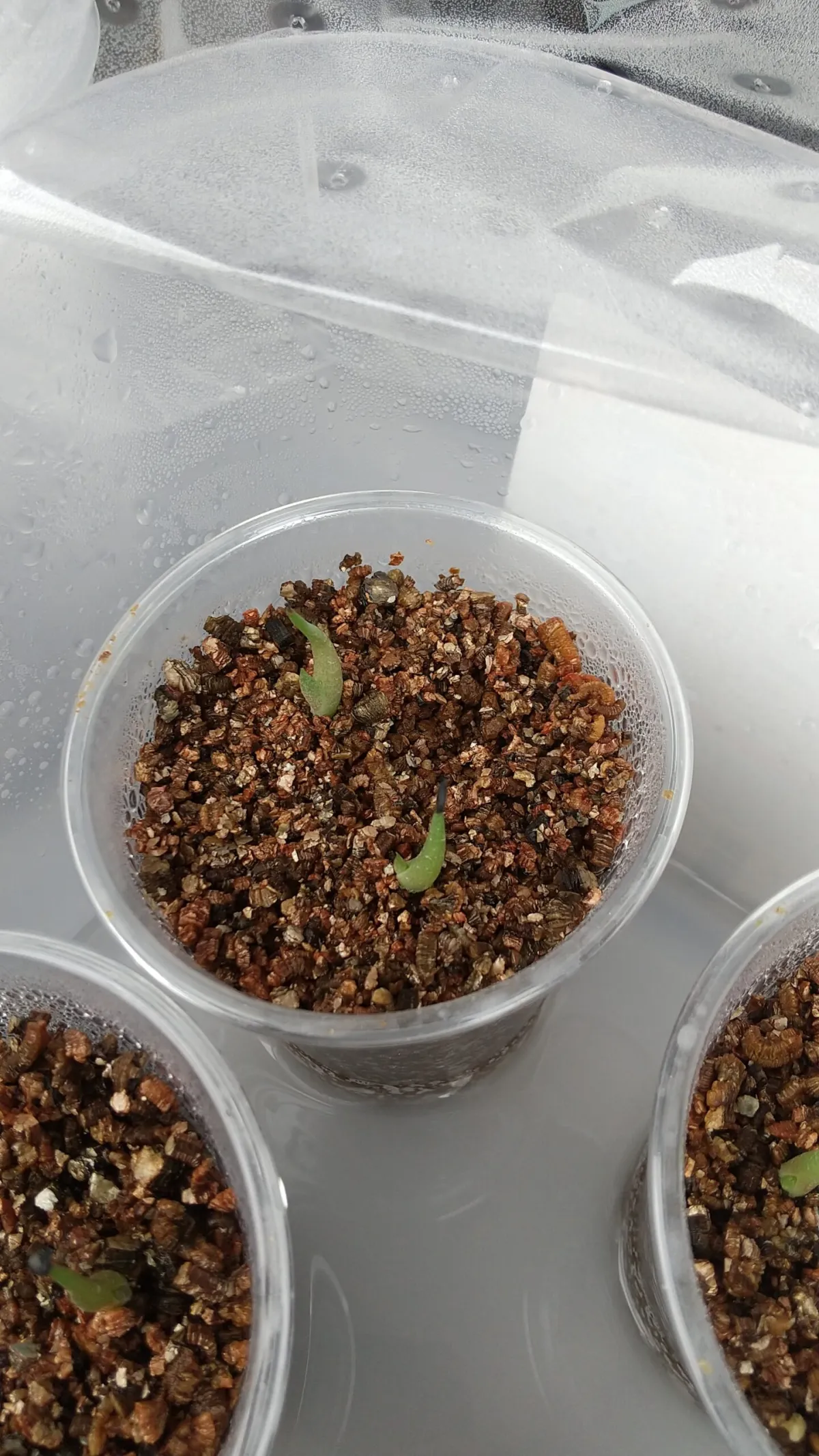 Agave titanota Blue Lot. (アガベ チタノタブルー)