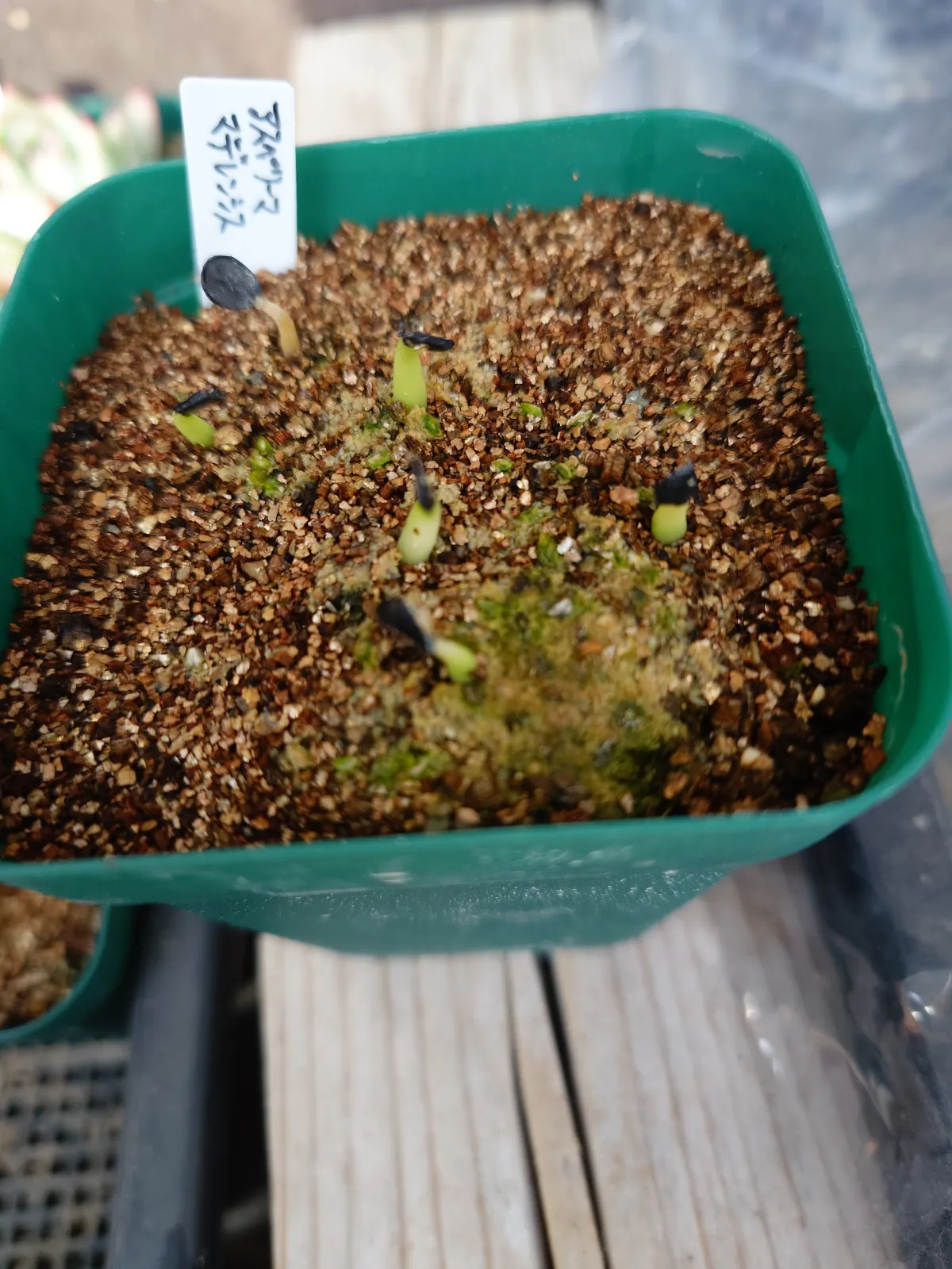 Agave asperrima maderensis (アガベ アスペリーマ マデレンシス)
