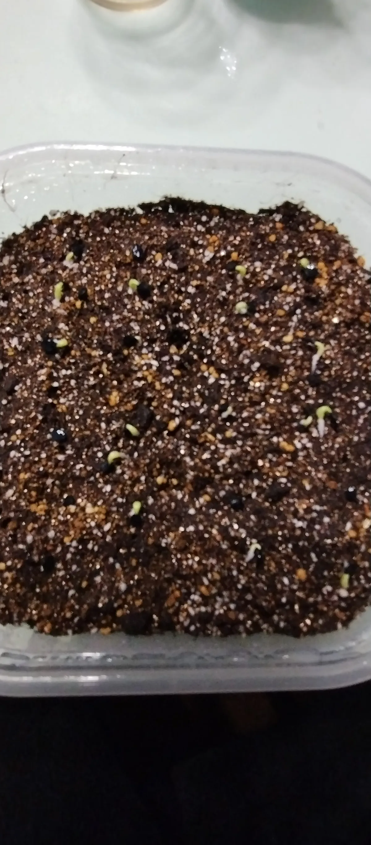 Agave titanota Blue Lot. (アガベ チタノタブルー)