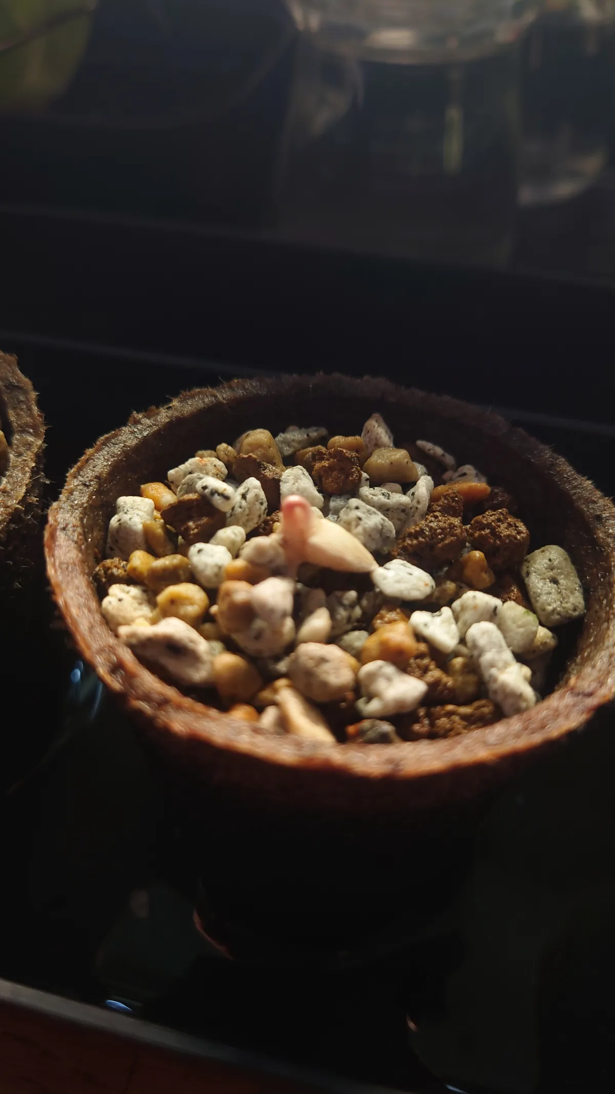 Welwitschia mirabilis ([無料種子/発芽難ロット] ウェルウィッチア ミラビリス 奇想天外)