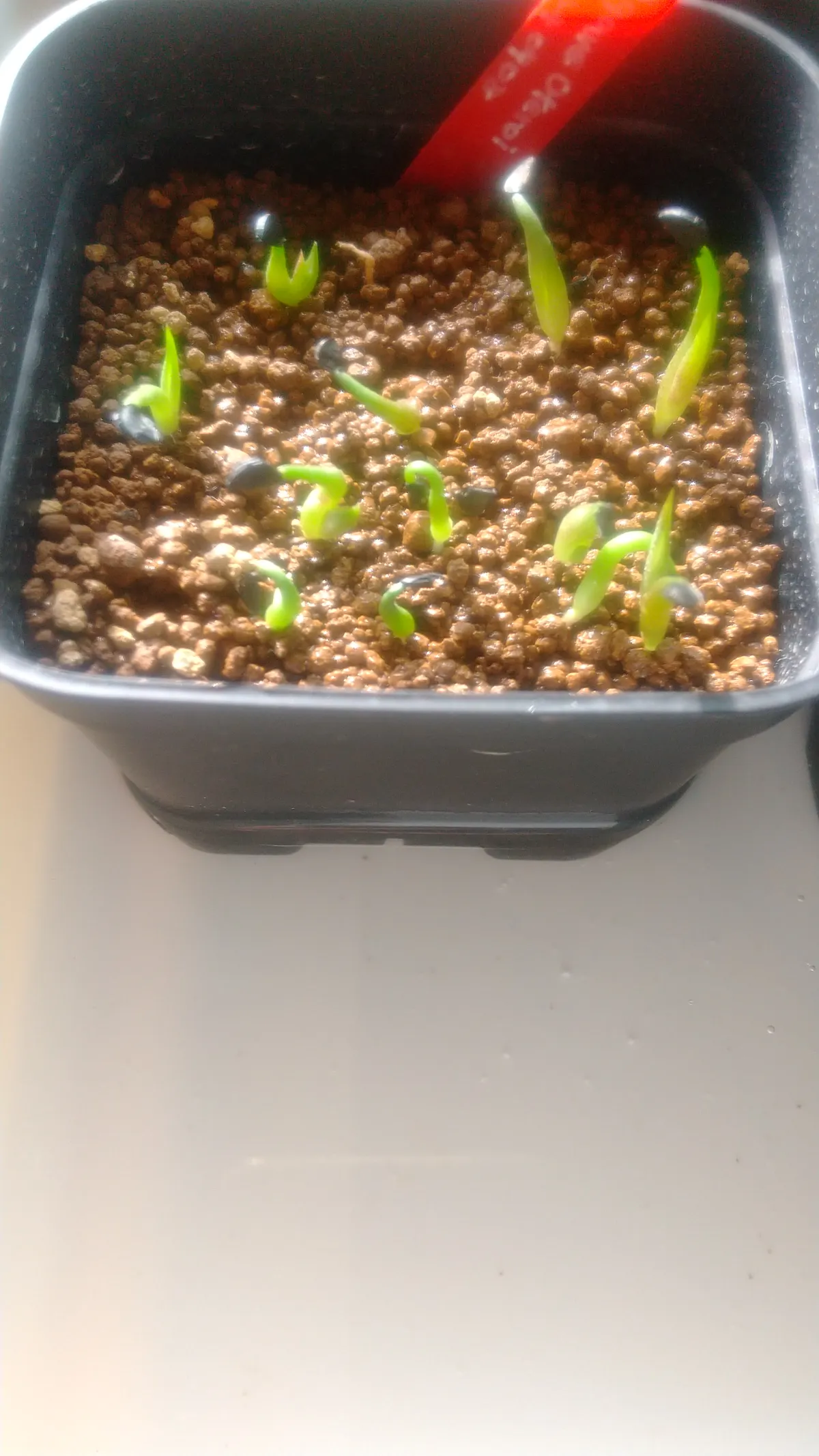 Agave oteroi Lot. (アガベ オテロイ)