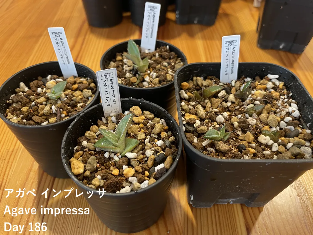 Agave impressa (アガベ インプレッサ)