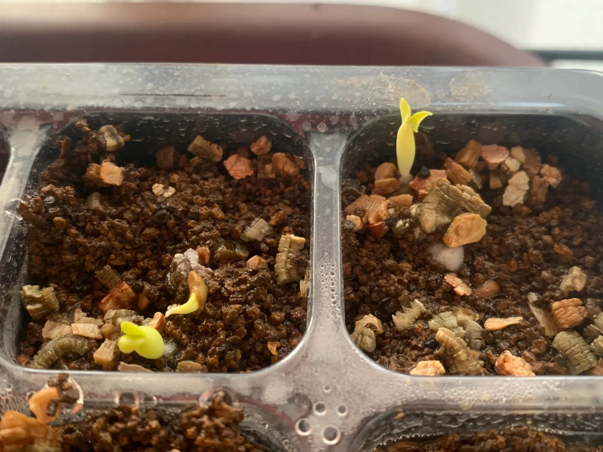 Pachypodium succulentum (パキポディウム サキュレンタム)
