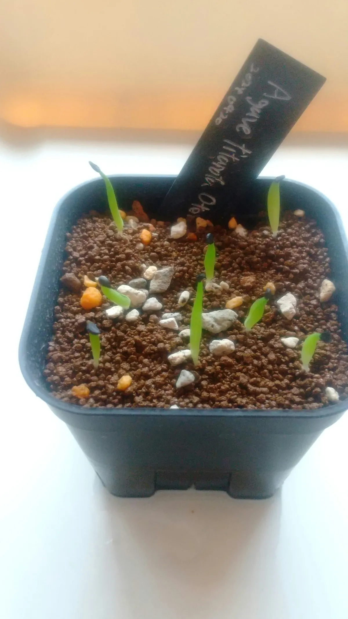Agave oteroi Lot. (アガベ オテロイ)