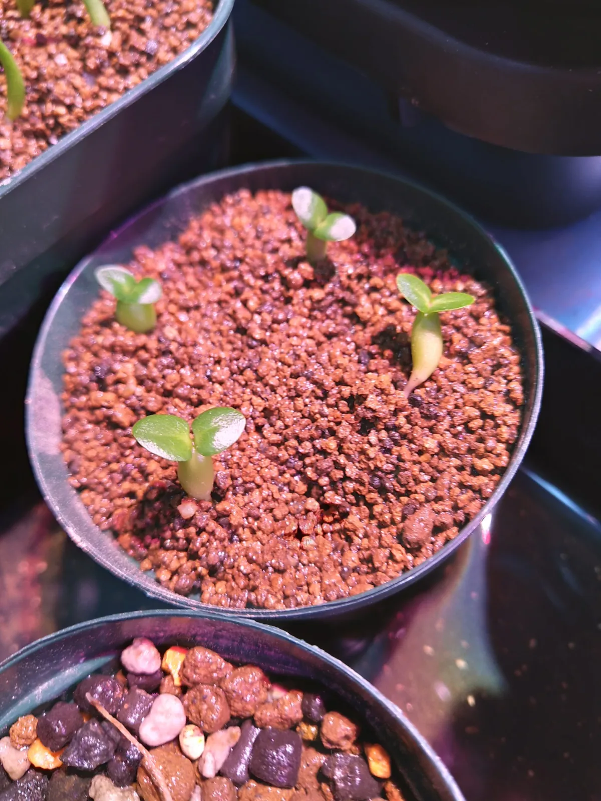 Pachypodium succulentum (パキポディウム サキュレンタム)